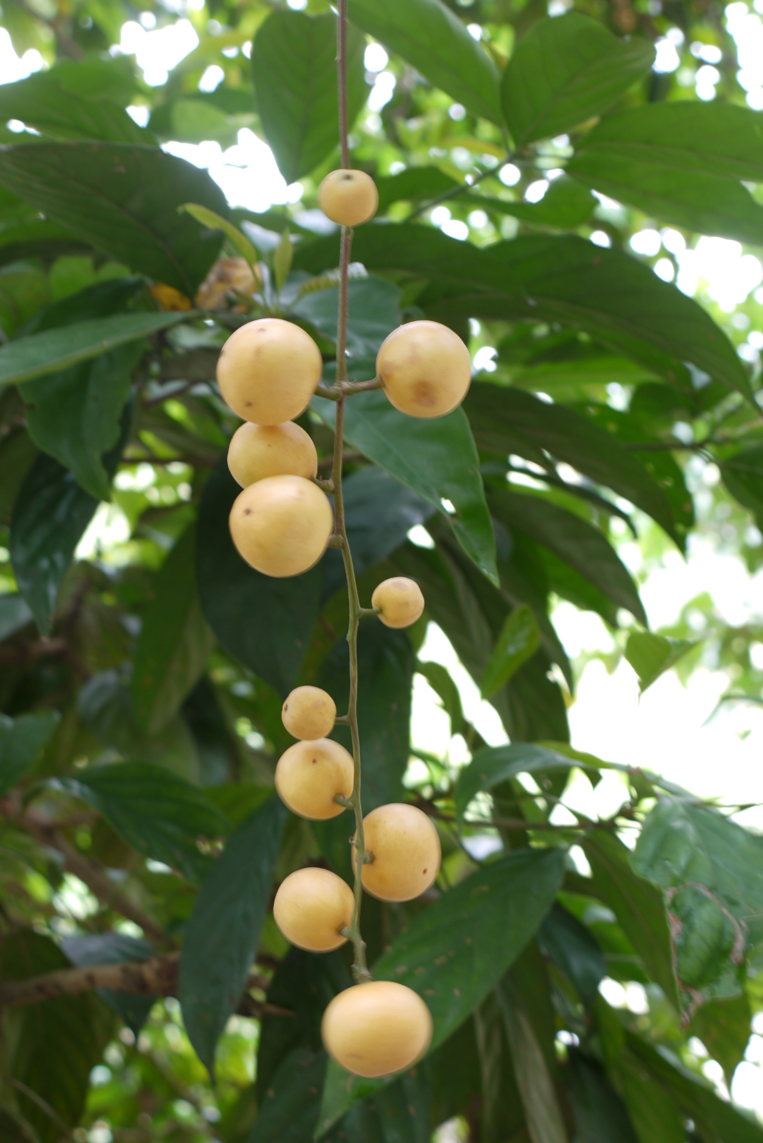 গাছে পাকা লটকন (Baccaurea motleyana), মালয়েশিয়ার সেলাঙ্গরে একটি ফল জিনব্যাংকে তোলা ছবি। ছবি: NusHub / উইকিমিডিয়া কমন্স (CC BY-SA 3.0)