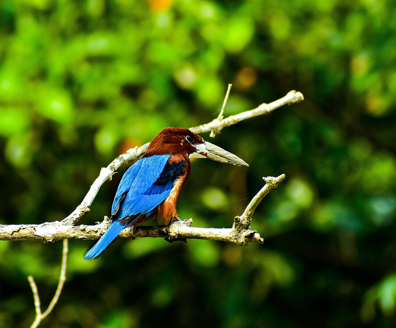In pictures: a white-throated kingfisher on the hunt in Pabna