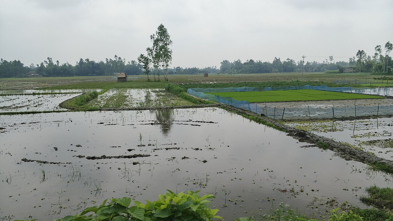 রংপুরের বদরগঞ্জে ধানের বীজতলা আর পানিভরা জমি। নিচু বেসিনে পানি জমে থাকে, চারপাশের উঁচু রিজ থেকে পানি নেমে যায় দ্রুত। ছবি: নেচার অব মোস্তাকিম / উইকিমিডিয়া কমন্স (পাবলিক ডোমেইন, CC0)