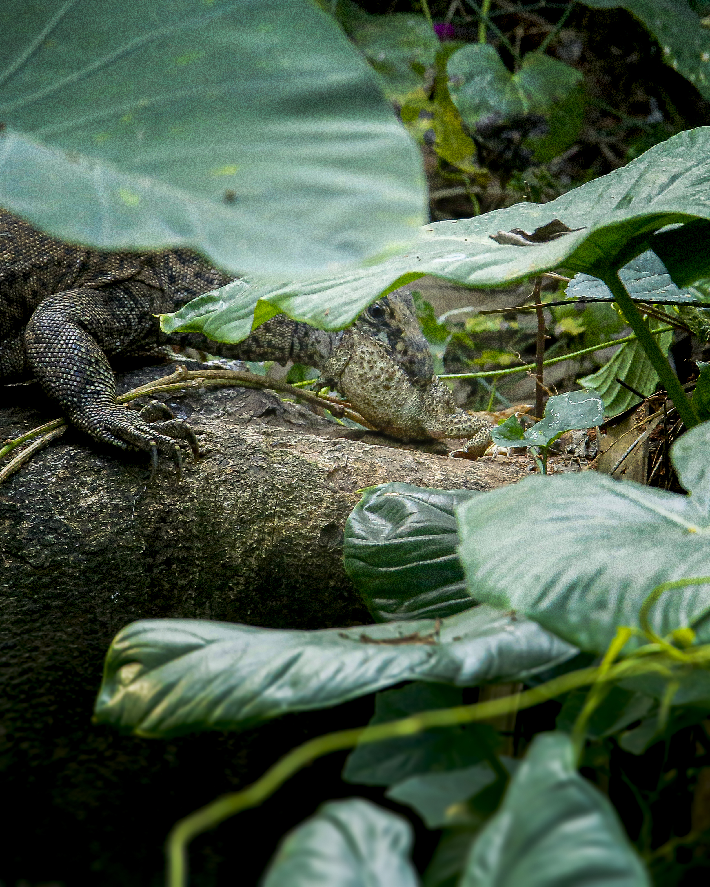 ব্যাঙ ধরছে একটি সোনা গুই বা হলদে গুই (Varanus flavescens)। ছবি: Ridoy moon / উইকিমিডিয়া কমন্স (CC BY-SA 4.0)
