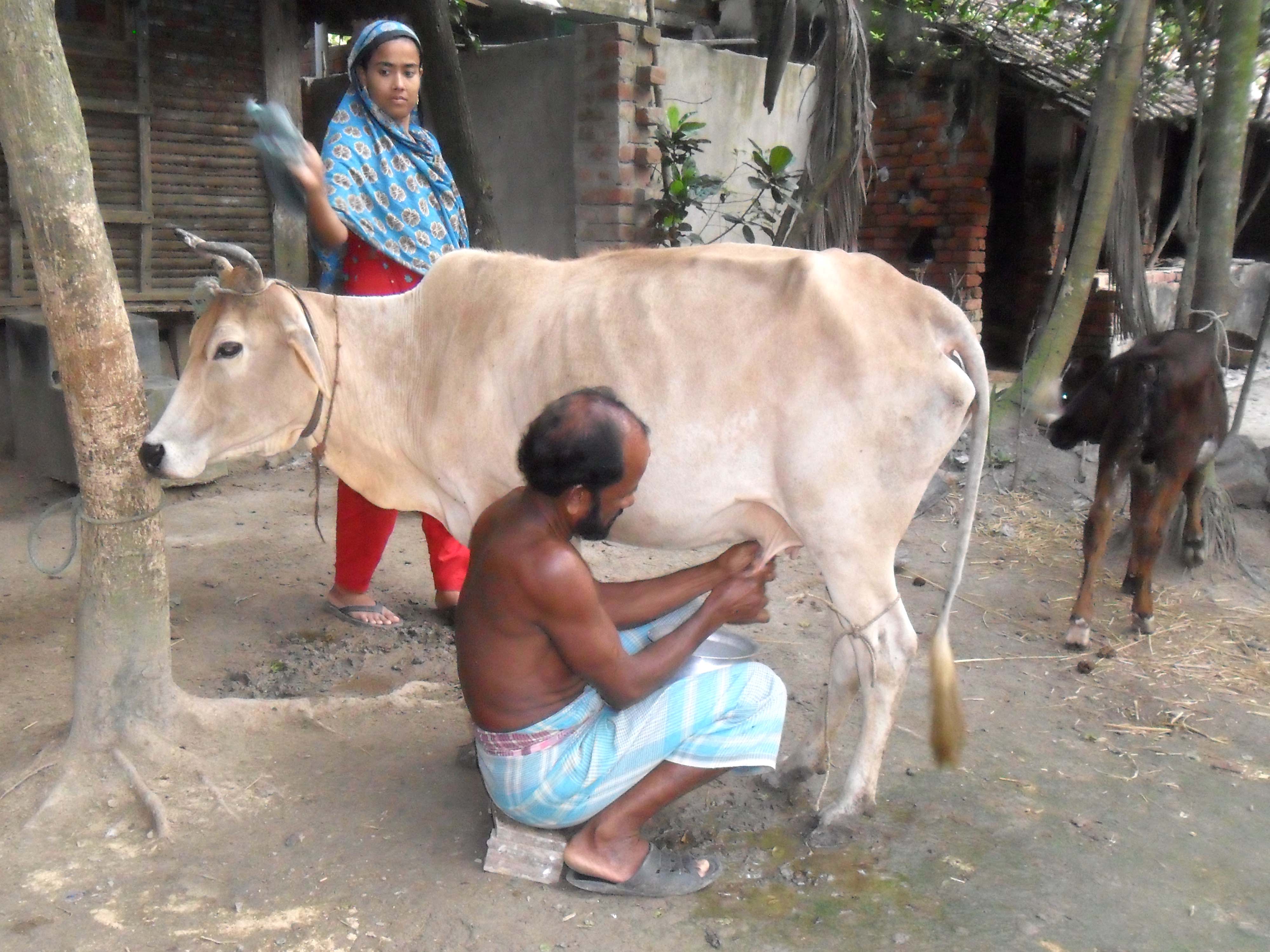 বাংলাদেশের যশোরের মণিরামপুর উপজেলায় হাতে গাভির দুধ দোহানো হচ্ছে। ছবি: রেয়াইদ হোসেন / উইকিমিডিয়া কমন্স (সিসি বাই-এসএ ৪.০)