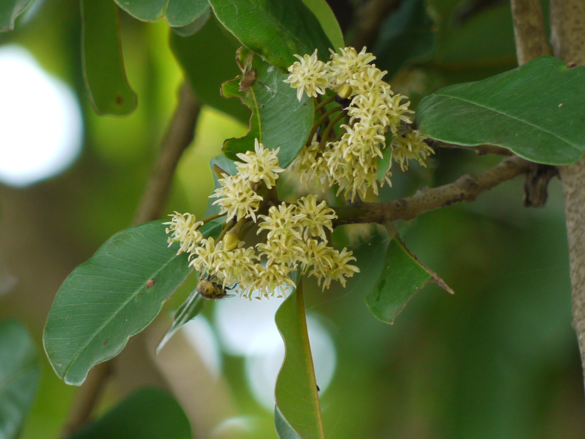 ক্ষিরনী (Manilkara hexandra) গাছ, ভারতে তোলা। এ গাছের চারার ওপরই সফেদার কলম করা হয়। ছবি: Dinesh Valke / উইকিমিডিয়া কমন্স (CC BY-SA 2.0)