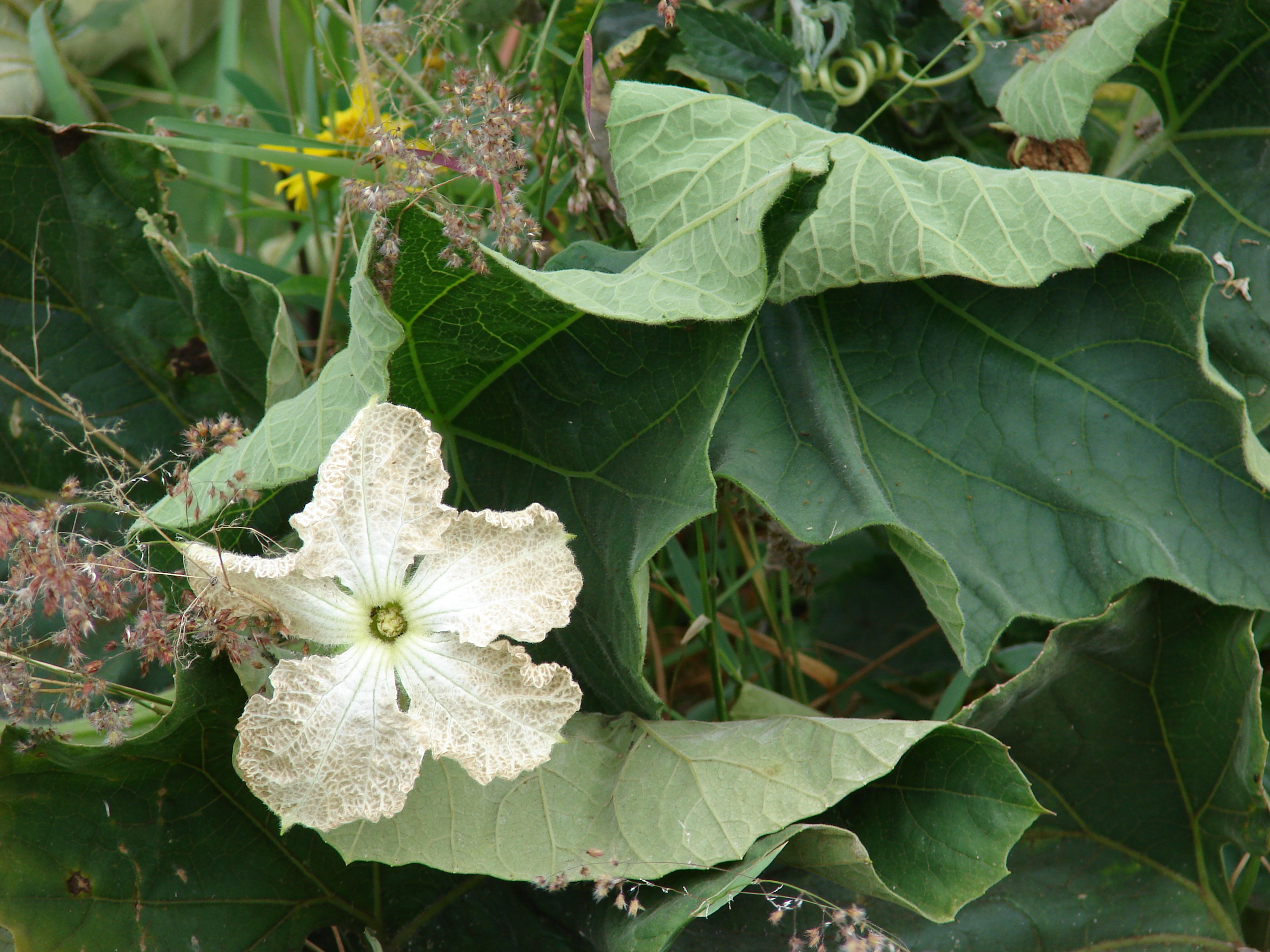 লাউগাছের (Lagenaria siceraria) সাদা ফুল ও পাতা, যুক্তরাষ্ট্রের হাওয়াইয়ের মাউই দ্বীপের কুলায় তোলা। ছবি: Forest and Kim Starr / উইকিমিডিয়া কমন্স (CC BY 3.0)