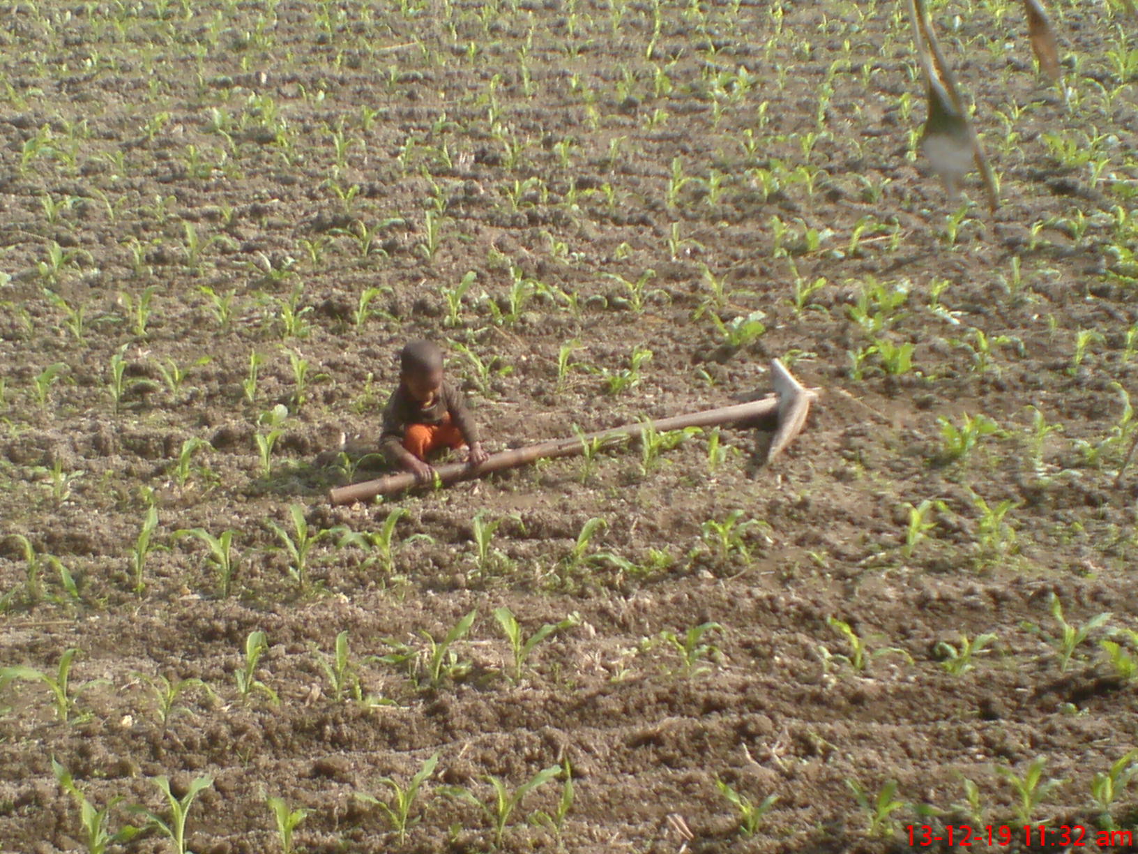 লালমনিরহাটের হাতীবান্ধা উপজেলার একটি গ্রামের ফসলি জমি। ছবি: Newaj150 / উইকিমিডিয়া কমন্স (CC BY-SA 4.0)