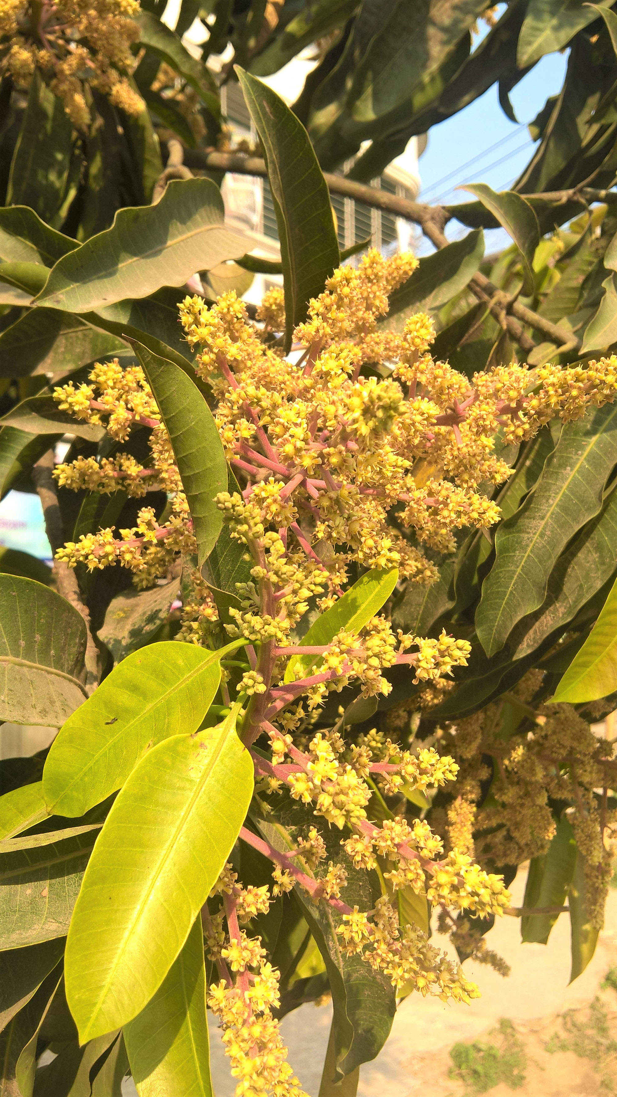পুরো মুকুলে ভরা আমগাছ, রাজশাহীতে ২০১৬ সালের ফেব্রুয়ারিতে তোলা। ছবি: Nahid.rajbd / উইকিমিডিয়া কমন্স (CC BY-SA 4.0)