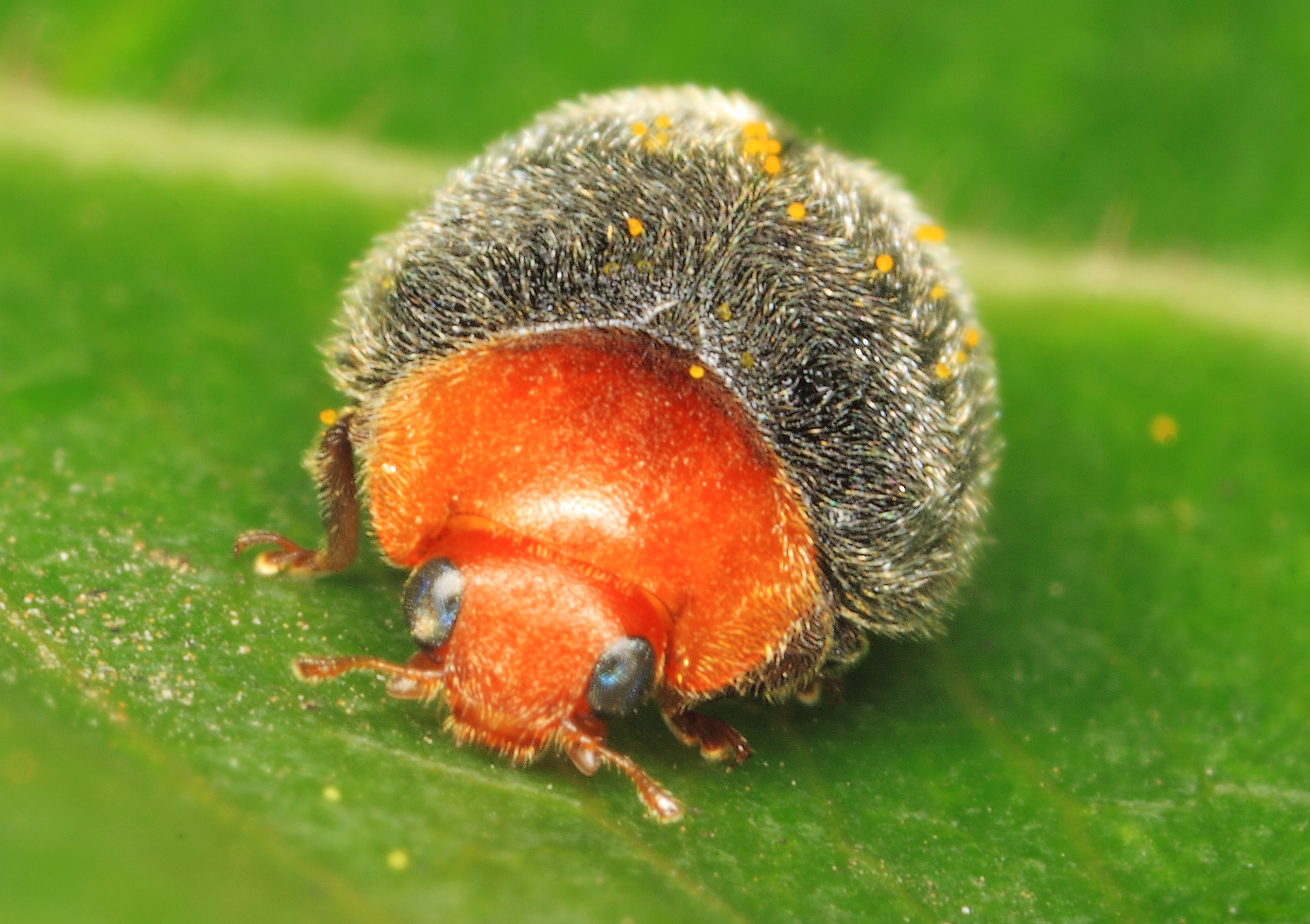 ছাতরা পোকাখেকো লেডিবার্ড বিটল Cryptolaemus montrouzieri-এর পূর্ণবয়স্ক পোকা। ছবি: gbohne / উইকিমিডিয়া কমন্স (CC BY-SA 2.0)