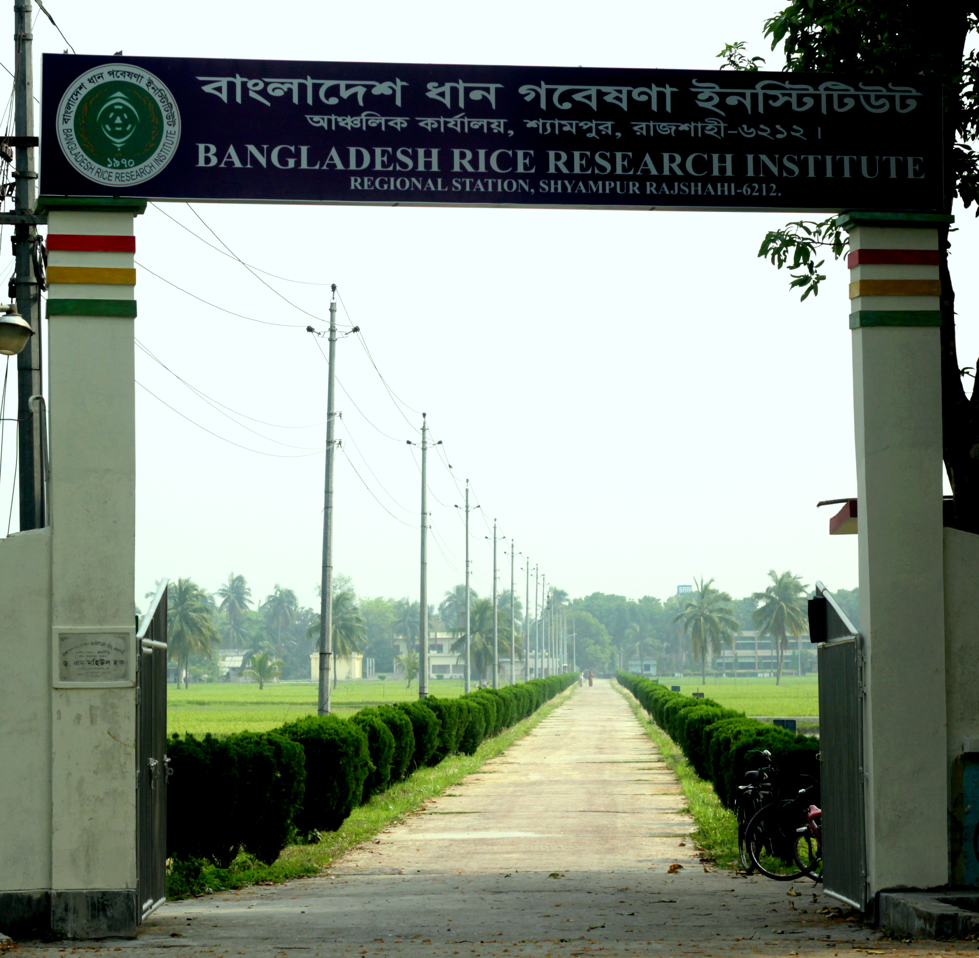 রাজশাহীতে বাংলাদেশ ধান গবেষণা ইনস্টিটিউটের প্রাঙ্গণ, ছবিটি ২০১৫ সালে তোলা। ছবি: Omitab obak / উইকিমিডিয়া কমন্স (CC BY-SA 4.0)
