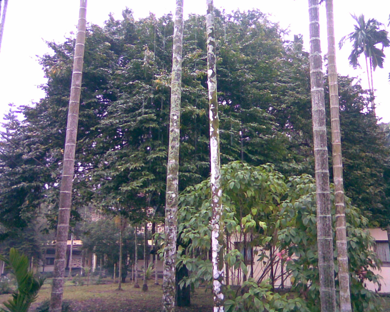 কুমিল্লার বাংলাদেশ পল্লী উন্নয়ন একাডেমি (বার্ড) চত্বরে একটি লিচুগাছ। ছবি: Sabila Enun / উইকিমিডিয়া কমন্স (CC BY 3.0)