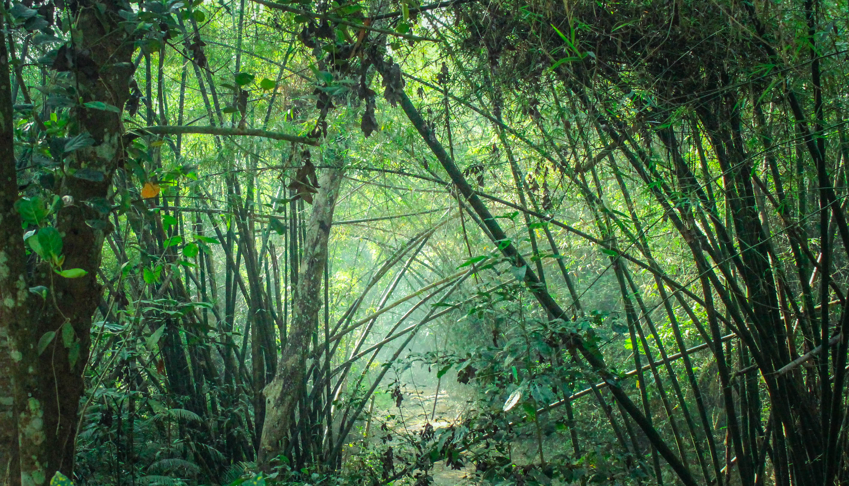 শ্রীমঙ্গলের কাছে লাউয়াছড়া জাতীয় উদ্যানের বন। ছবি: Abu Hasan Mehedi / উইকিমিডিয়া কমন্স (CC BY 2.0)