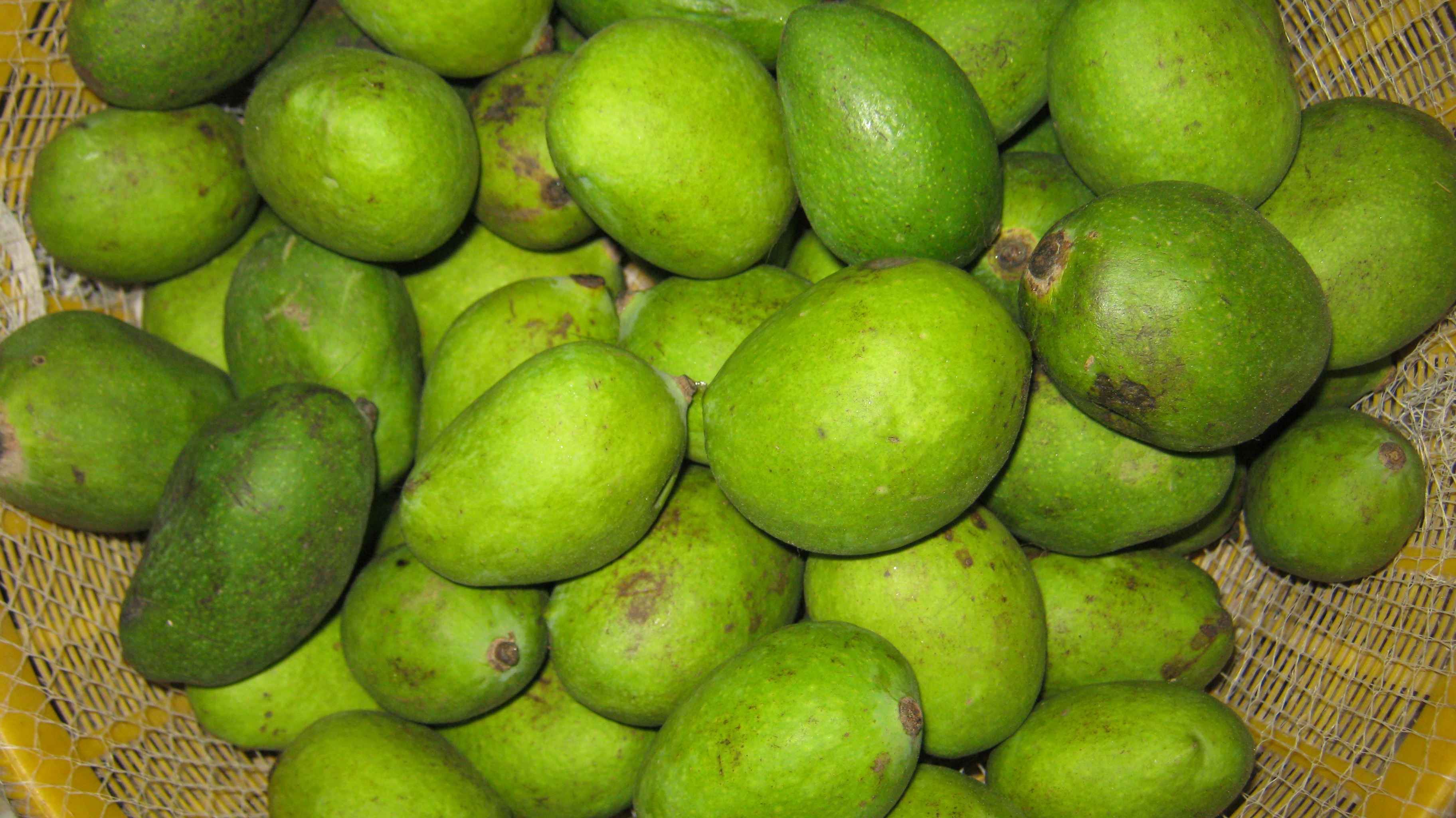 কাঁচা আম। ছবি: Rezowan / উইকিমিডিয়া কমন্স (CC BY-SA 3.0)