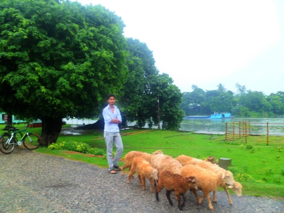 বাংলাদেশের একটি গ্রামে চরে বেড়ানো ভেড়ার পাল; আলোকচিত্রীর বিবরণে স্থানটি ফরিদপুরের নাওডোবা। ছবি: Baized hossain / উইকিমিডিয়া কমন্স (CC BY-SA 4.0)