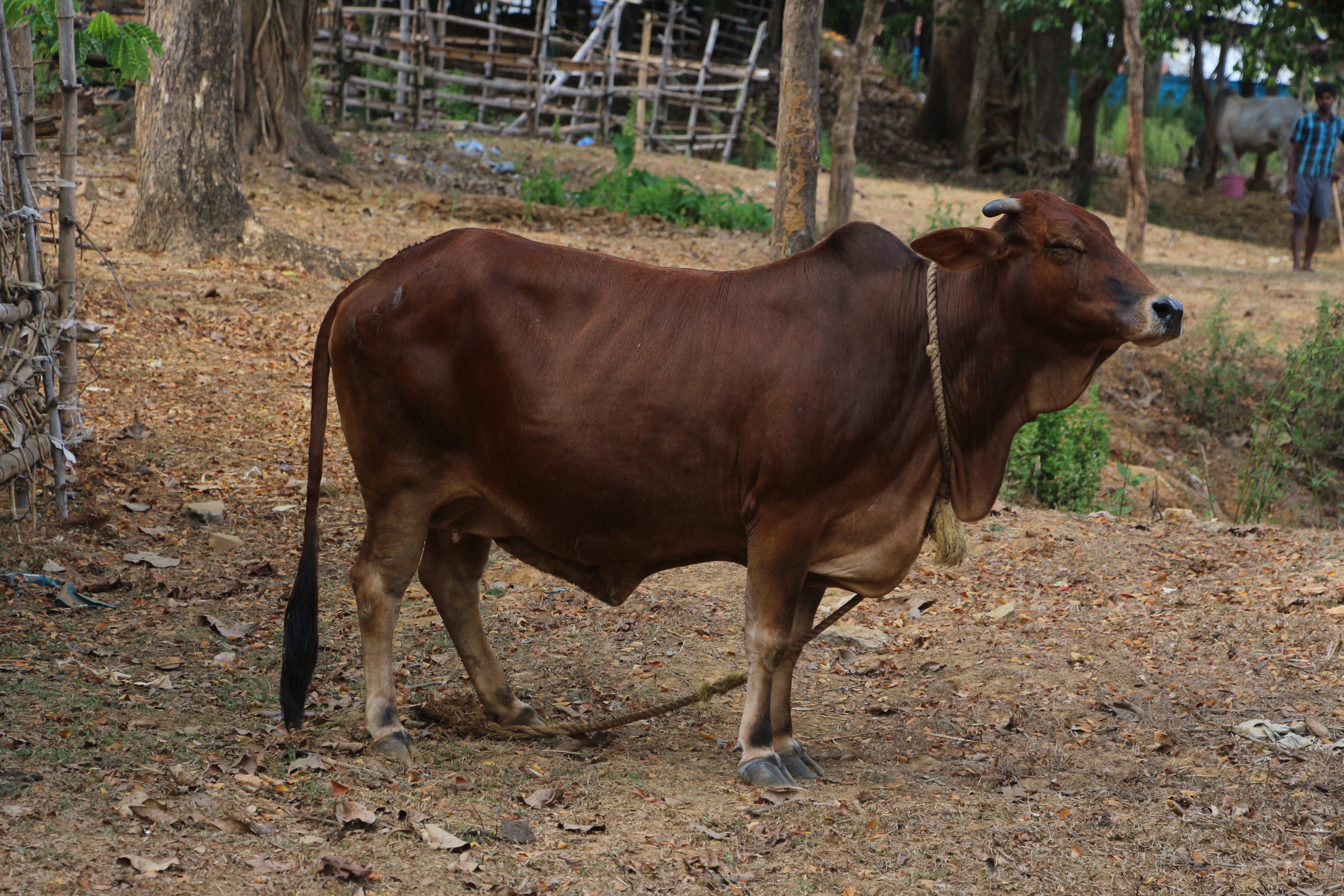 একটি সাহিওয়াল গাভি; ২০২২ সালে আইভিআরআইয়ের গবেষণায় এই ভারতীয় জাতের গরুর প্রস্রাবের নমুনা নেওয়া হয়েছিল। ছবিটি ভারতে তোলা। ছবি: Pavanaja / উইকিমিডিয়া কমন্স (CC BY-SA 3.0)