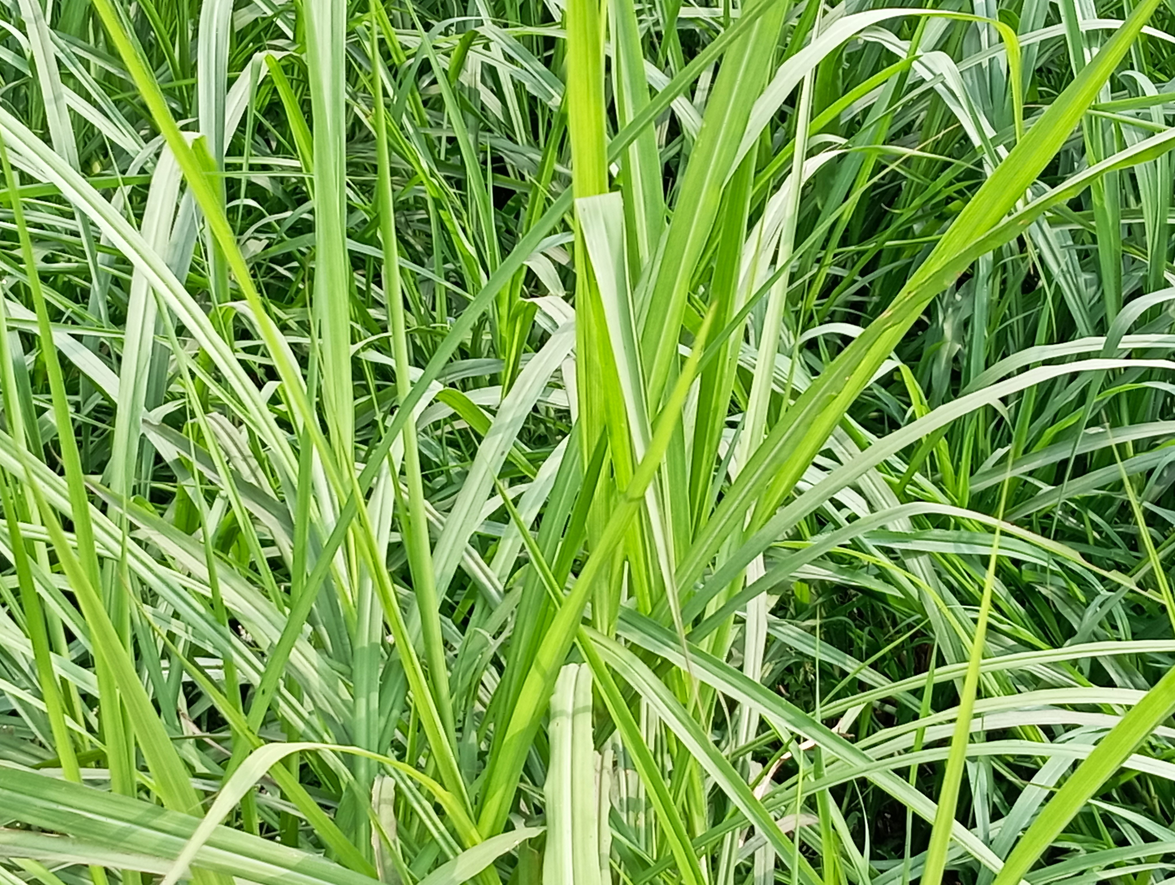 নেপিয়ার ঘাস, গ্রীষ্মমণ্ডলের একটি বহুবর্ষজীবী পশুখাদ্য ঘাস। ছবি: Salil Kumar Mukherjee / উইকিমিডিয়া কমন্স (CC BY-SA 4.0)