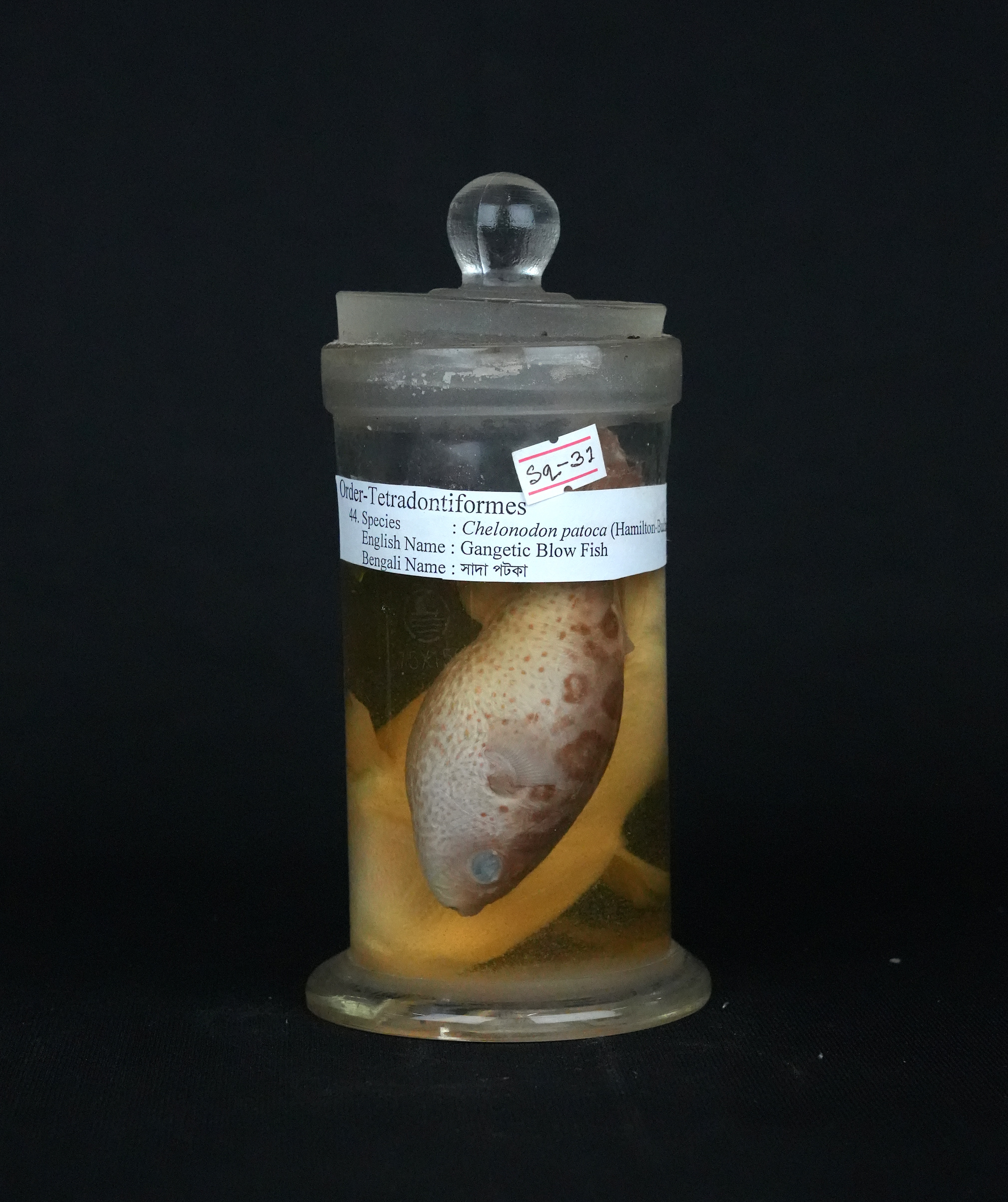 একই গণের আরেকটি প্রজাতি, সাদাফোটা পটকা (Chelonodontops patoca); ছবিটি বড় জালি পটকার নয়। ছবি: JIBON / উইকিমিডিয়া কমন্স (CC BY-SA 4.0)