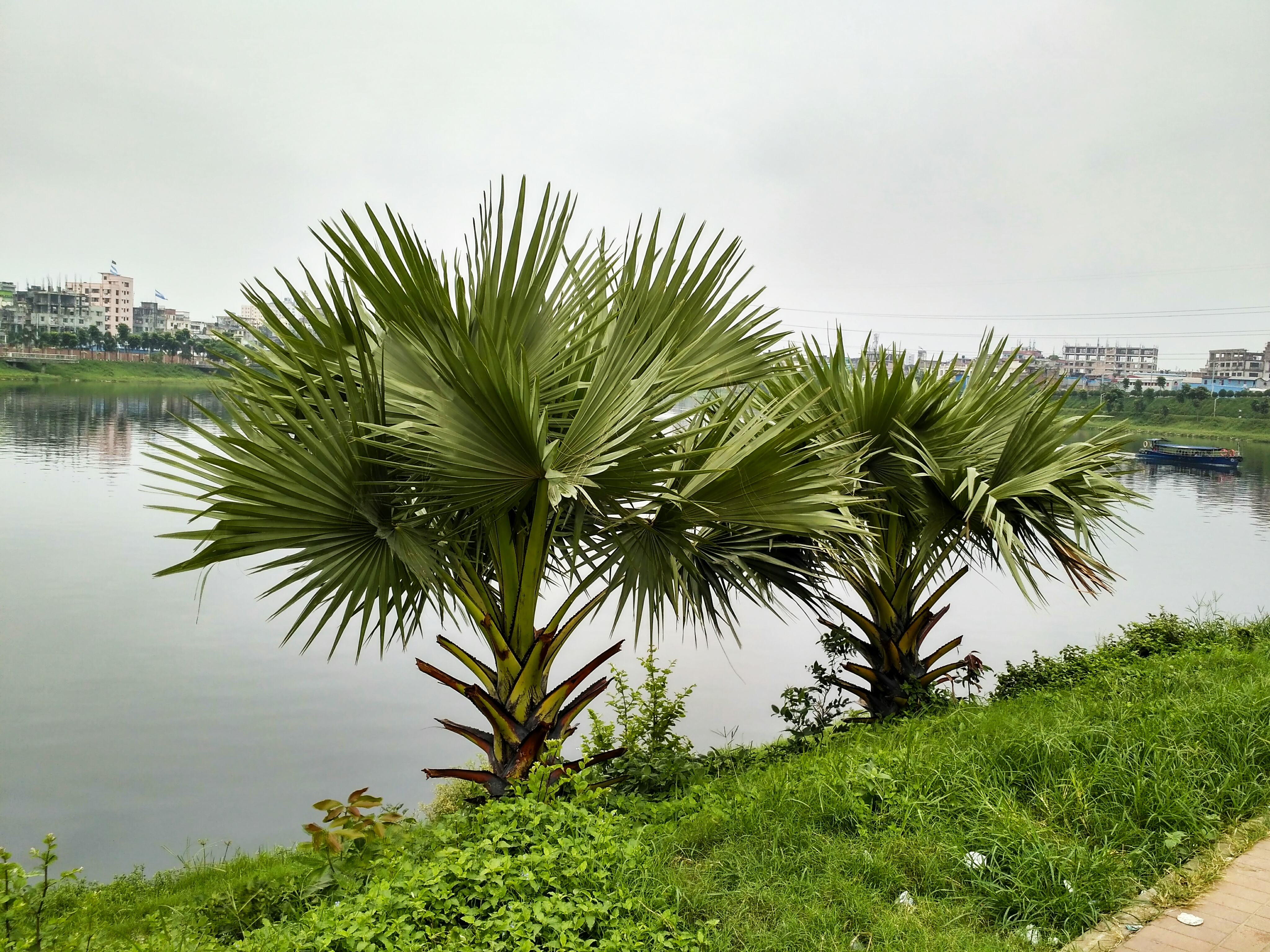 ঢাকার মধুবাগে হাতিরঝিল সেতুর কাছে দুটি তালগাছ। ছবি: Salim_Khandoker / উইকিমিডিয়া কমন্স (CC BY-SA 3.0)