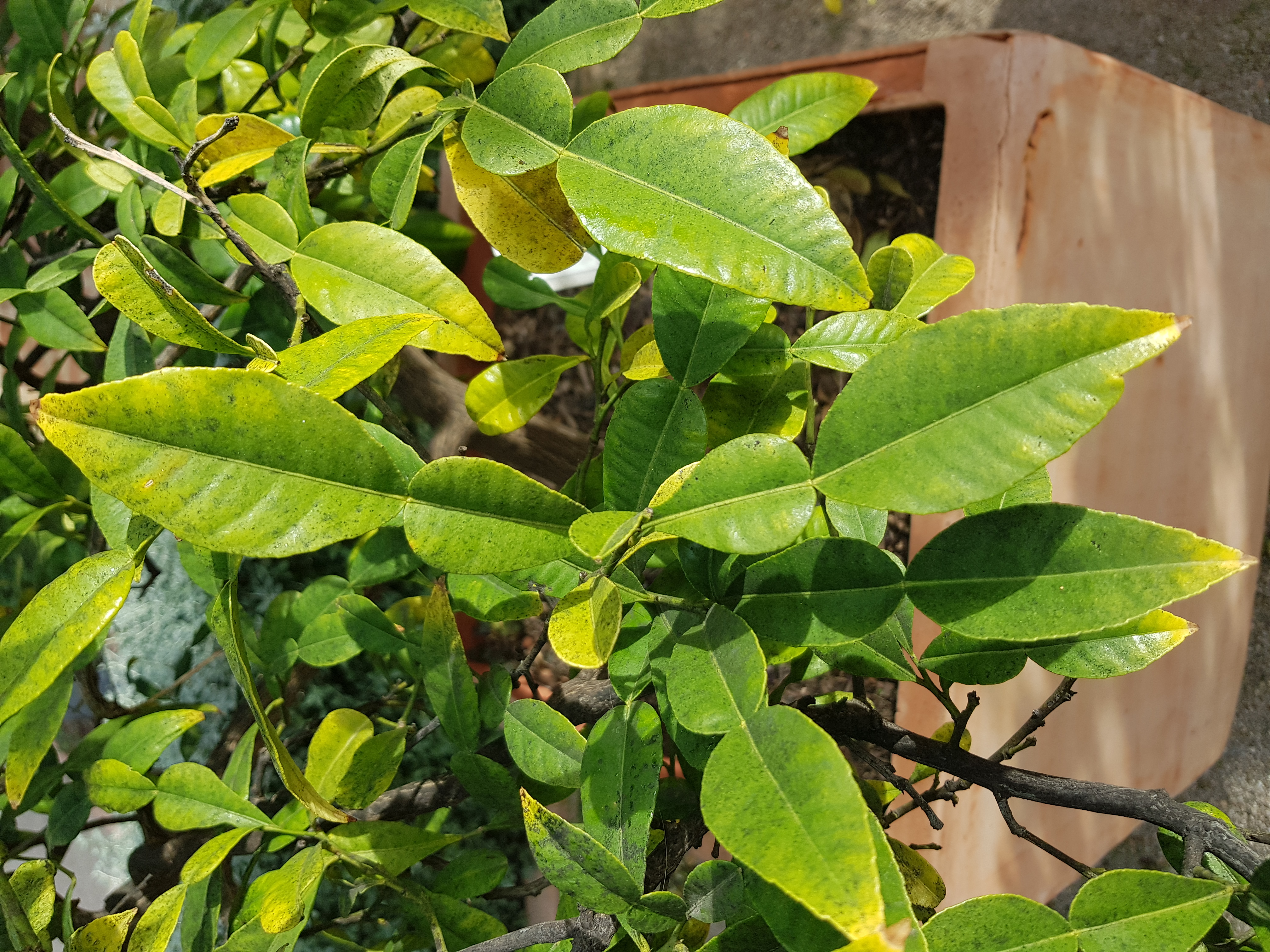 স্পেনের ভালেন্সিয়ার উদ্ভিদ উদ্যানে Citrus macroptera বা সাতকরা গাছ। ছবি: Zenwort / উইকিমিডিয়া কমন্স (CC BY-SA 4.0)
