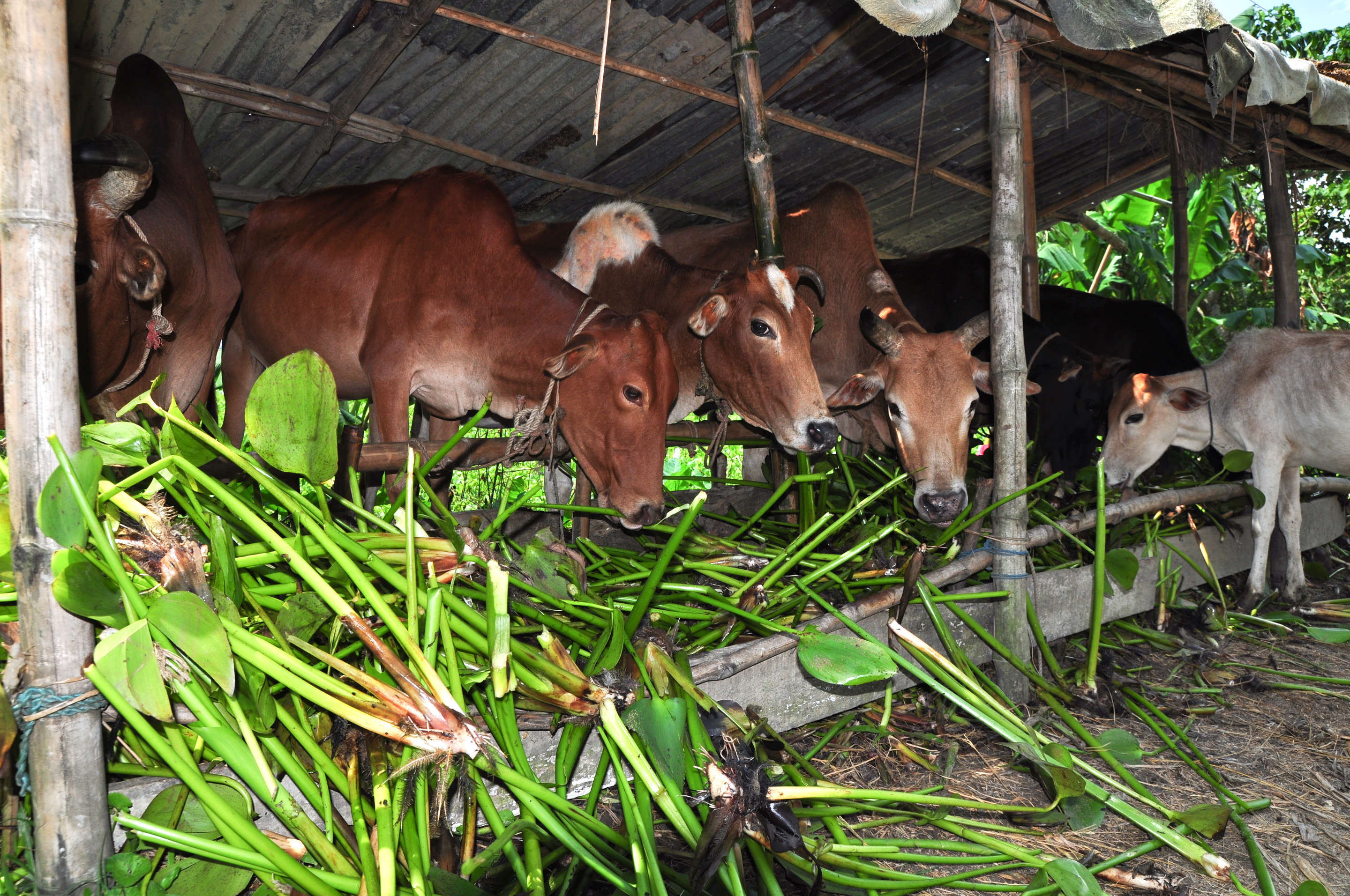 বাংলাদেশের হাওর এলাকায় বর্ষায় গবাদিপশুর খাদ্য হিসেবে ব্যবহৃত কচুরিপানা, ছবিটি ২০১০ সালে তোলা। ছবি: Balaram Mahalder / উইকিমিডিয়া কমন্স (CC BY-SA 3.0)