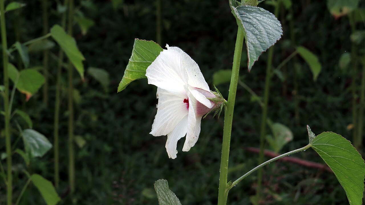 In pictures, 9 October: mended nets, a scarecrow, kenaf in bloom