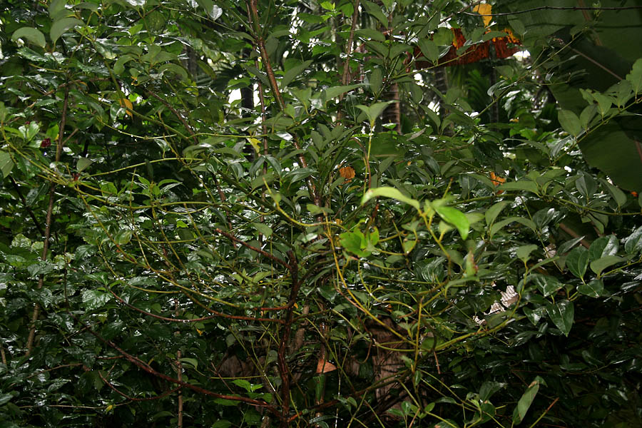 তেজপাতা গাছের পাতা; এর পাতায় লম্বালম্বি তিনটি শিরা থাকে। ছবি: জে এম গর্গ / উইকিমিডিয়া কমন্স (CC BY 3.0)
