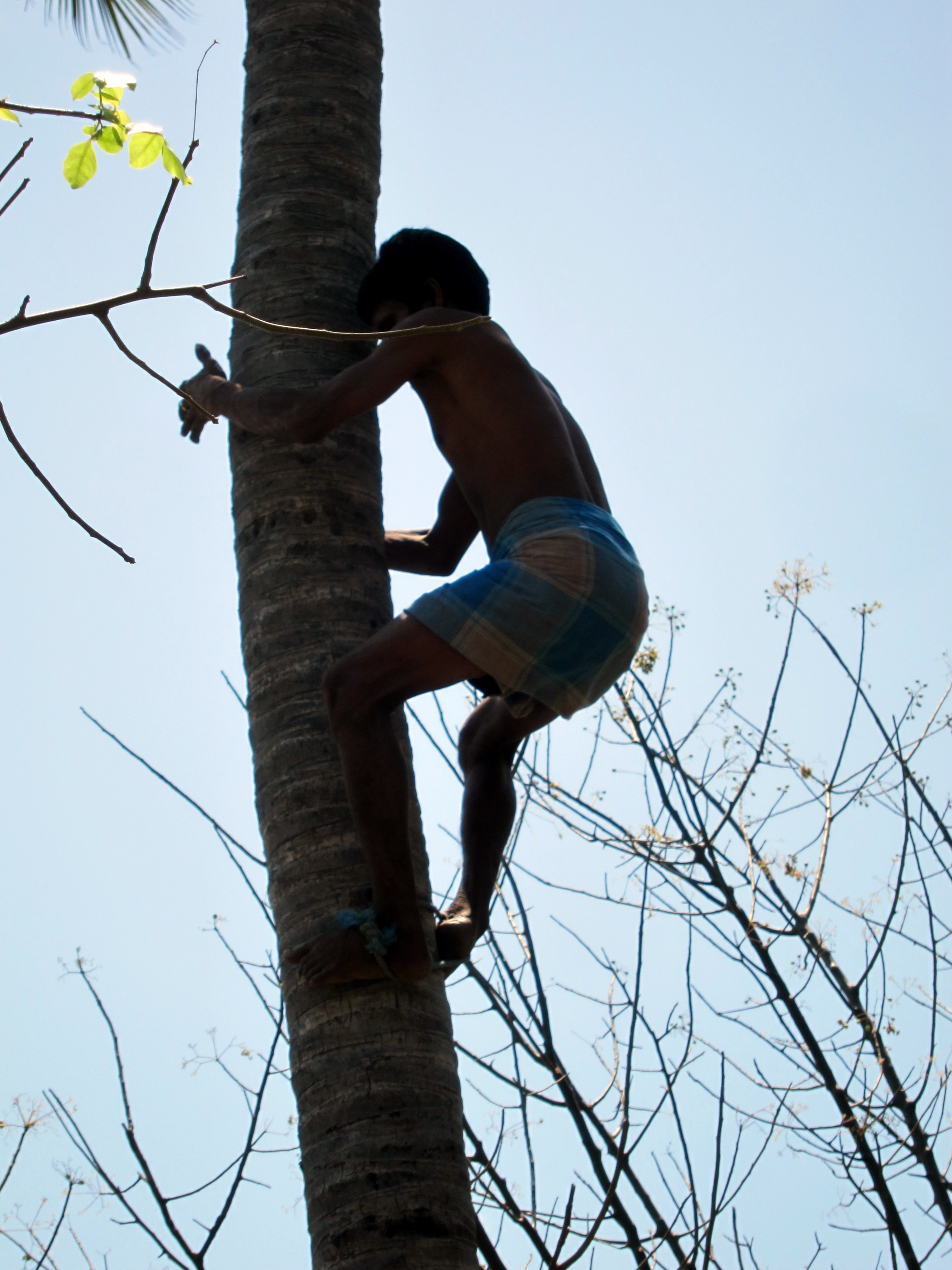 শ্রীলঙ্কার জাফনায় নারিকেলগাছের মাথায় একজন গাছি। ছবি: Indi Samarajiva / উইকিমিডিয়া কমন্স (CC BY 2.0)