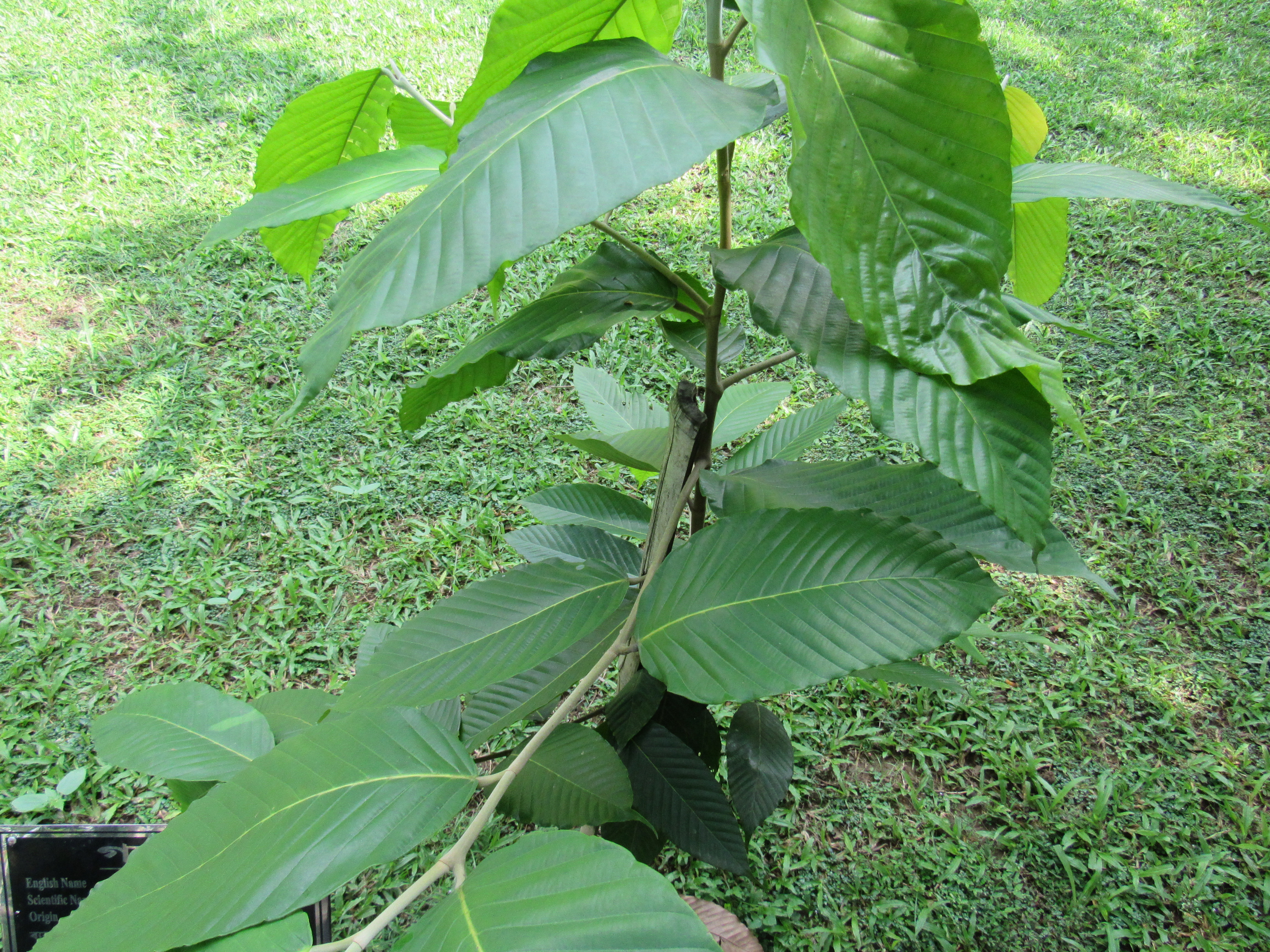 গর্জন (Dipterocarpus turbinatus) গাছের চারা, বগুড়ার আরডিএ প্রাঙ্গণে তোলা। ছবি: Afifa Afrin / উইকিমিডিয়া কমন্স (CC BY-SA 3.0)