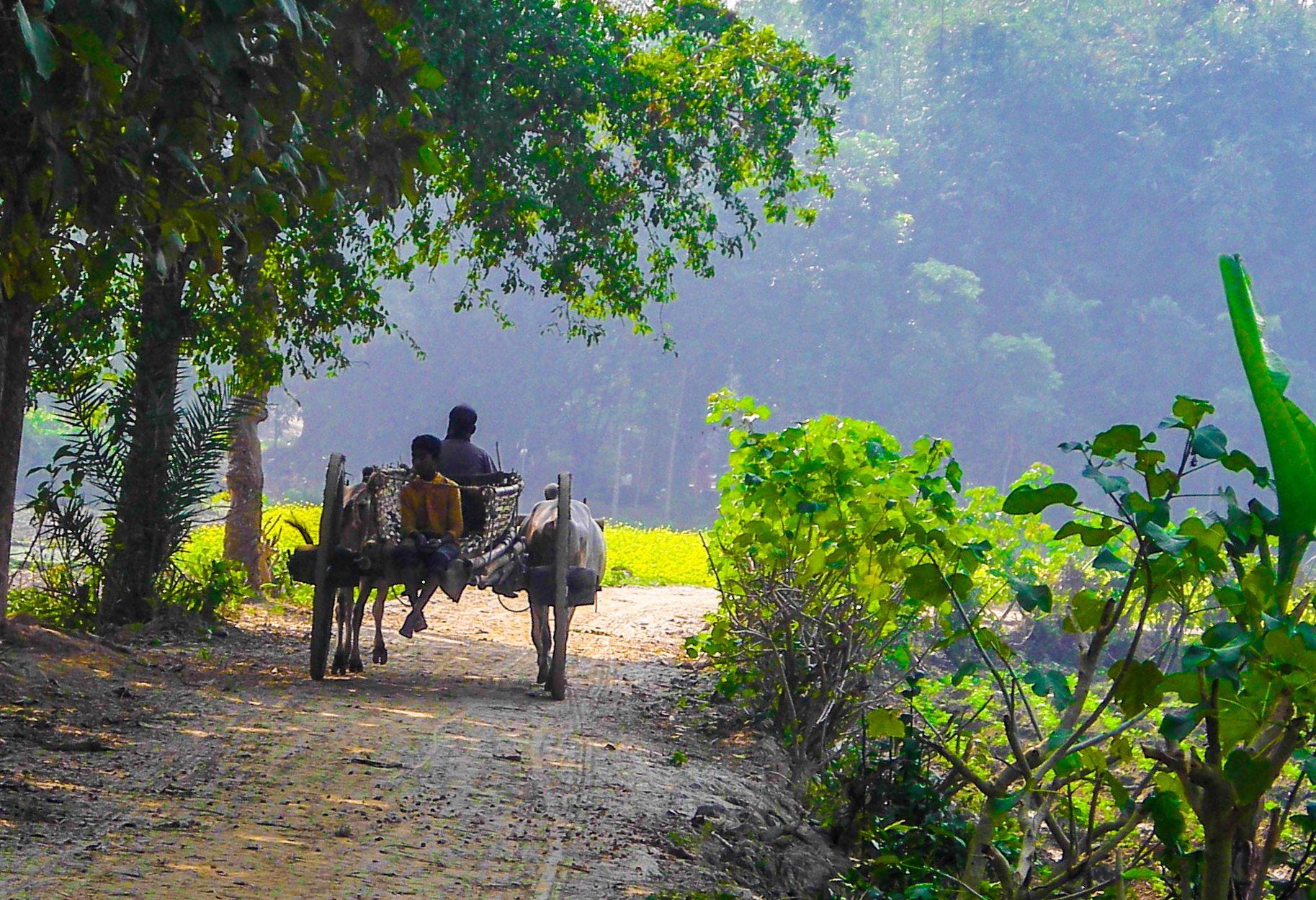 বাংলাদেশের গ্রামের রাস্তায় গরুতে টানা একটি সাধারণ গাড়ি। ছবি: Adnan Basir / উইকিমিডিয়া কমন্স (CC BY-SA 4.0)