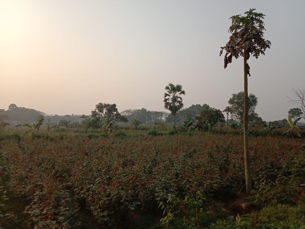 সাভারের সাদুল্লাপুরে একটি ফুলের বাগান, ২০২০ সালের ডিসেম্বরে তোলা। ছবি: CAPTAIN RAJU / উইকিমিডিয়া কমন্স (CC BY-SA 4.0)