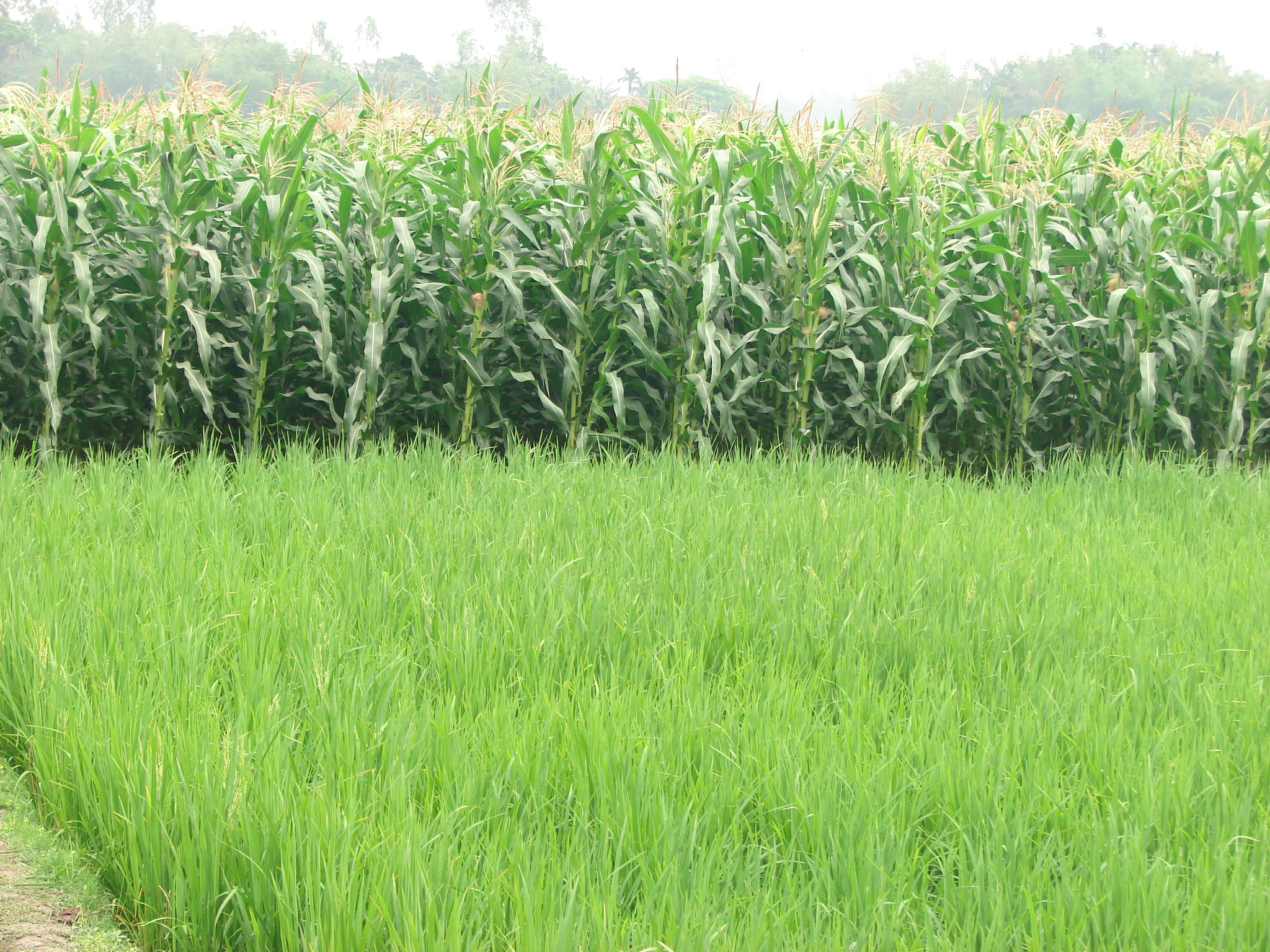 গাইবান্ধার সুন্দরগঞ্জ উপজেলার চণ্ডীপুরে একটি ভুট্টাখেত। ছবি: Khairuzzaman / উইকিমিডিয়া কমন্স (CC BY-SA 3.0)