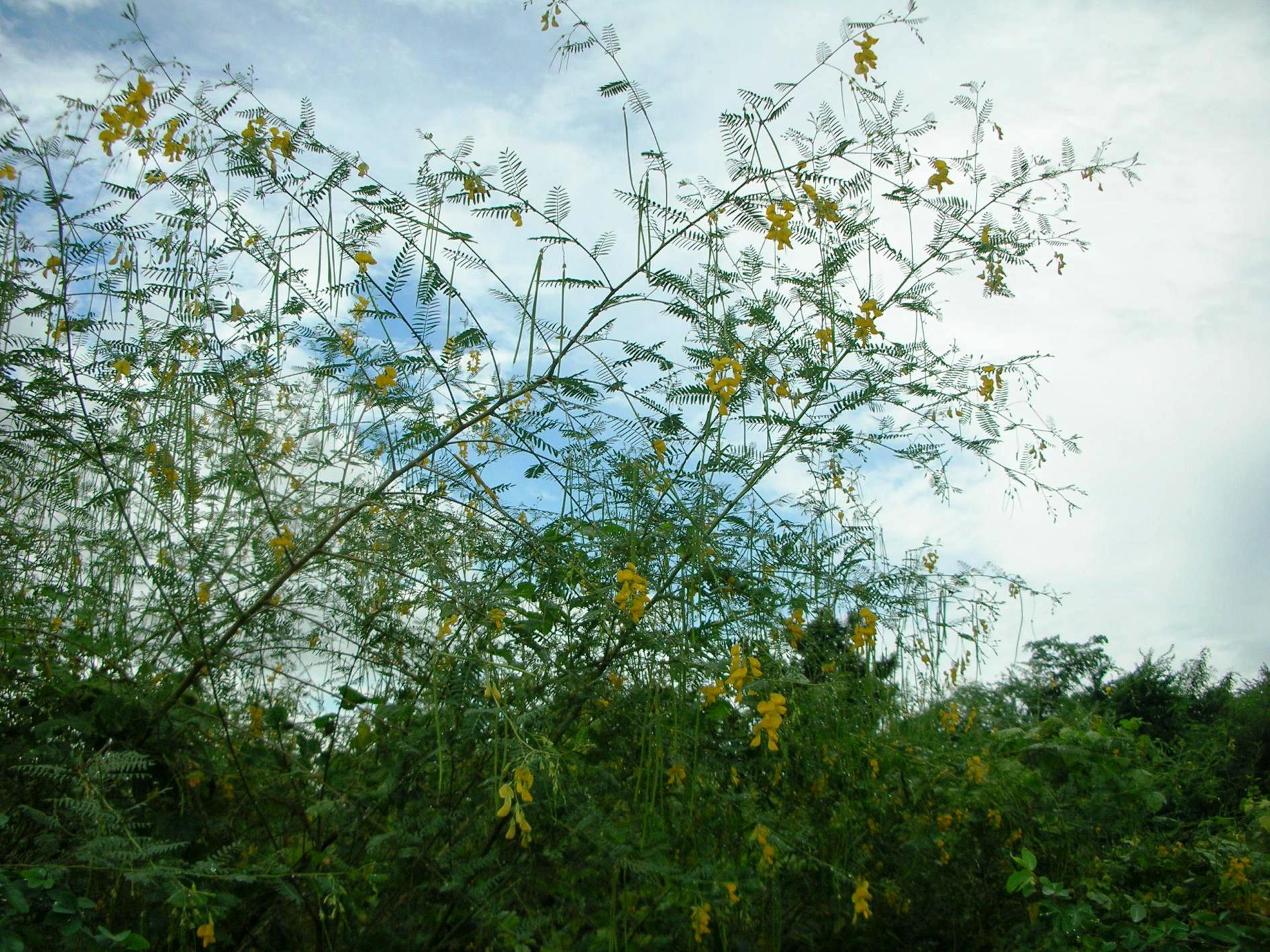 ধঞ্চে (Sesbania bispinosa) গাছের ঝোপ, থাইল্যান্ডের রাচাবুরি প্রদেশে তোলা। ছবি: Xufanc / উইকিমিডিয়া কমন্স (CC BY-SA 4.0)