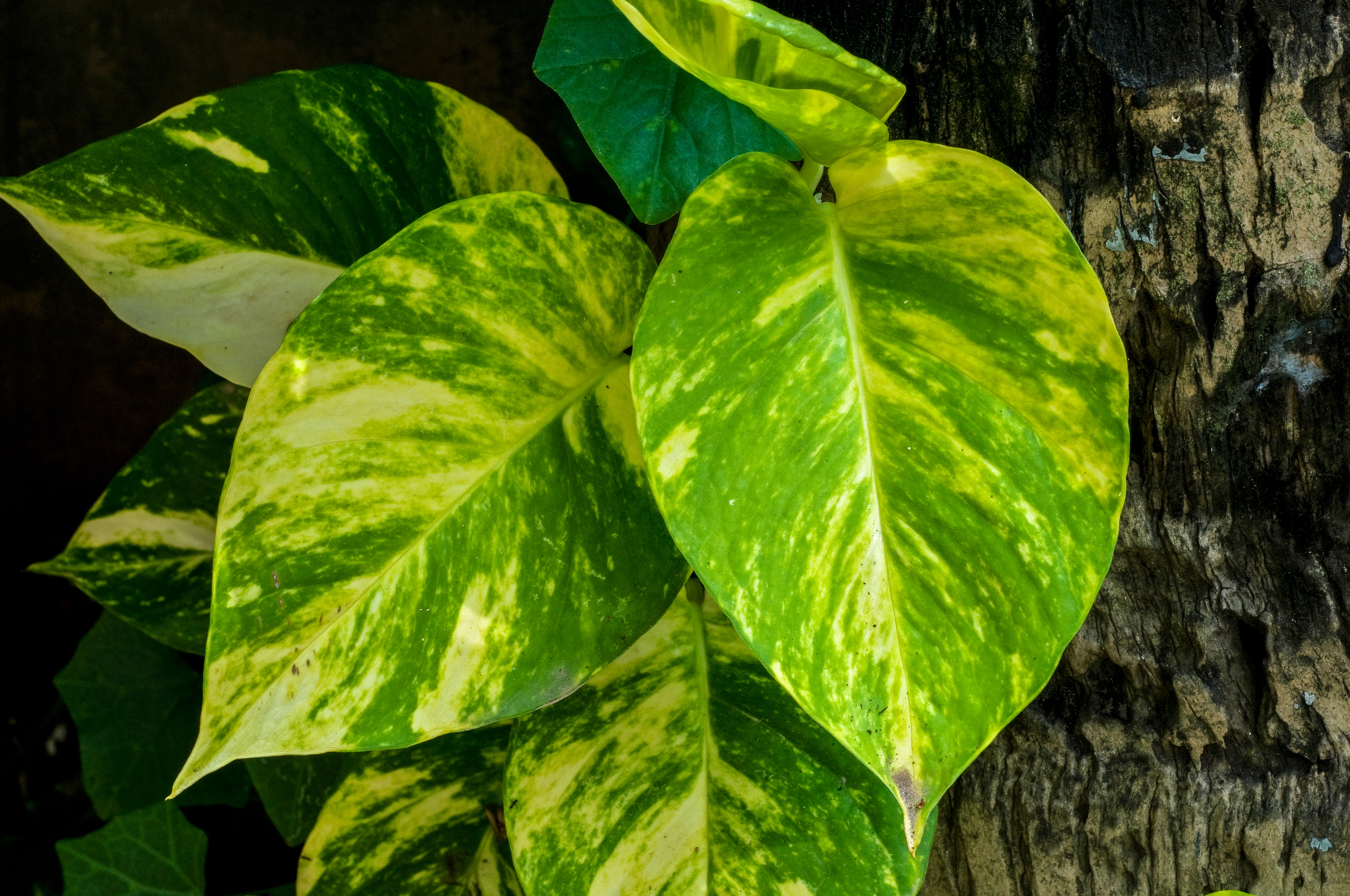 মানিপ্ল্যান্ট (Epipremnum aureum), ঘরে টবে রাখা জনপ্রিয় একটি গাছ; ছবিটি ভারতের পশ্চিমবঙ্গের বর্ধমানে তোলা। ছবি: Joydeep / উইকিমিডিয়া কমন্স (CC BY-SA 3.0)