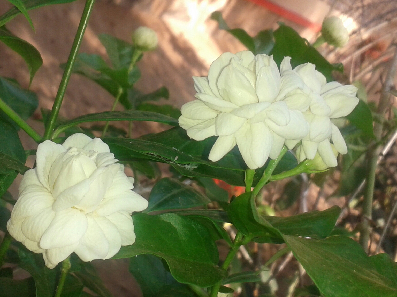ডবল বা একাধিক স্তরের পাপড়িওয়ালা একটি বেলি জাতের ফুল। ছবি: AswiniKP / উইকিমিডিয়া কমন্স (CC BY-SA ৩.০)
