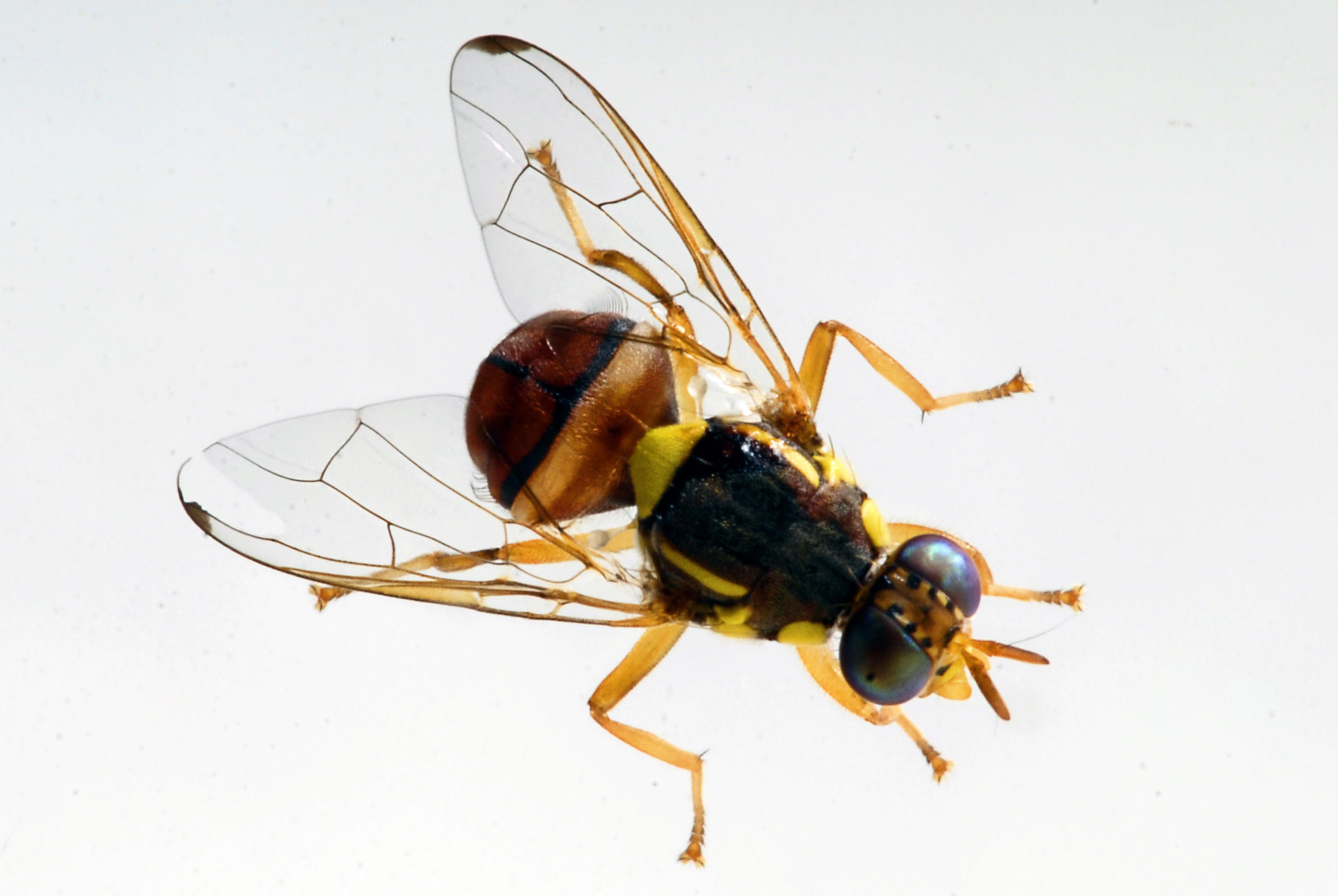 পেয়ারার মাছি (Bactrocera correcta), আম আমদানিতে চীনের কোয়ারেন্টাইন বালাইয়ের তালিকায় থাকা একটি ফলের মাছি। ছবি: IAEA Imagebank / উইকিমিডিয়া কমন্স (CC BY-SA 2.0)
