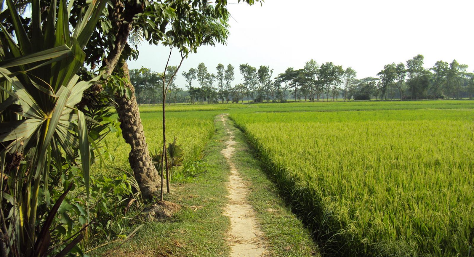 ফরিদগঞ্জ উপজেলার সরখাল গ্রামে ধানক্ষেতের পাশ দিয়ে মেঠো পথ, ২০১৮। ছবি: Asivechowdhury / উইকিমিডিয়া কমন্স (CC BY-SA 4.0)