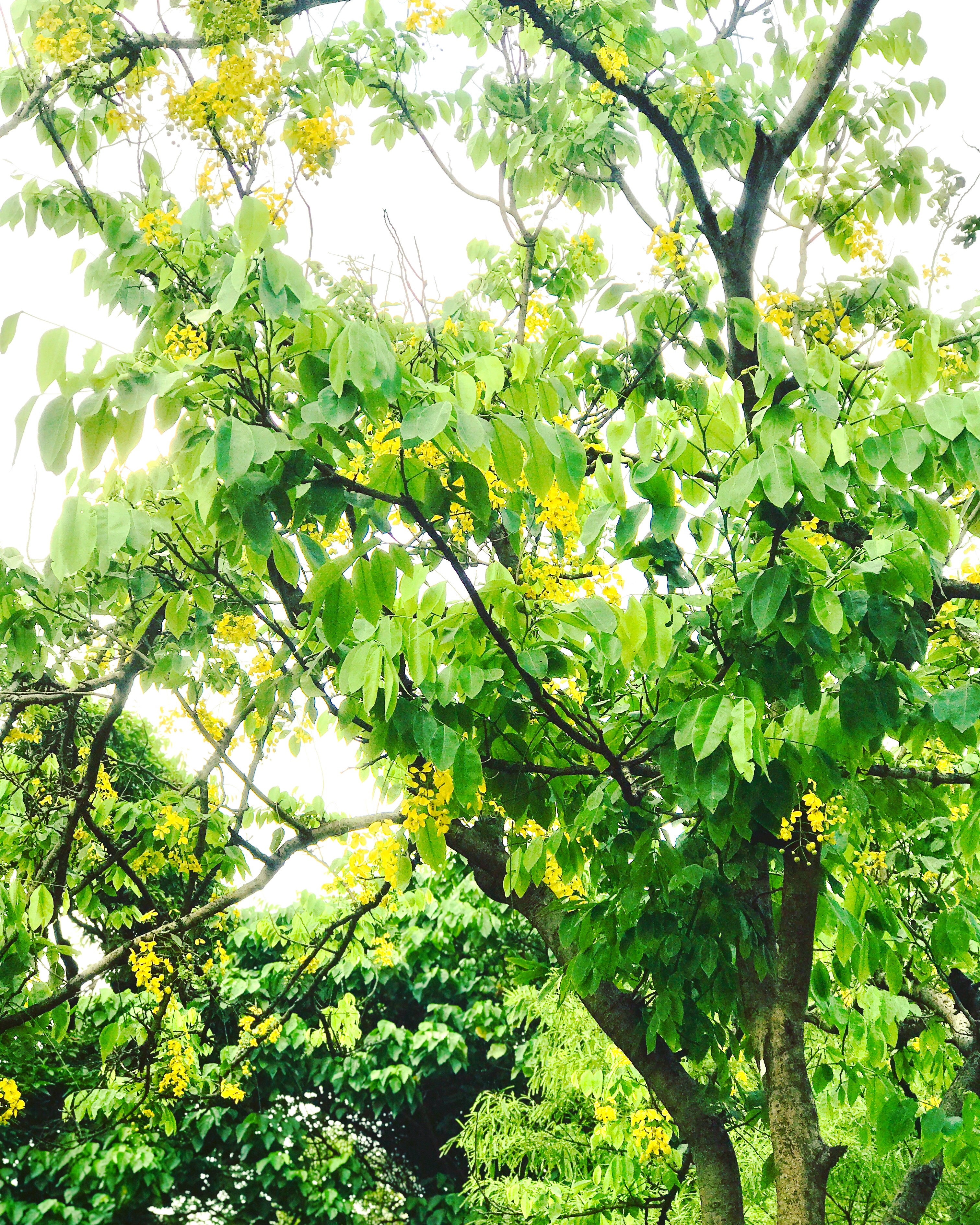 ঢাকা বিশ্ববিদ্যালয়ের কার্জন হলে ফুটে থাকা সোনালু ফুল। ছবি: Sam2875 / উইকিমিডিয়া কমন্স (CC BY-SA 4.0)