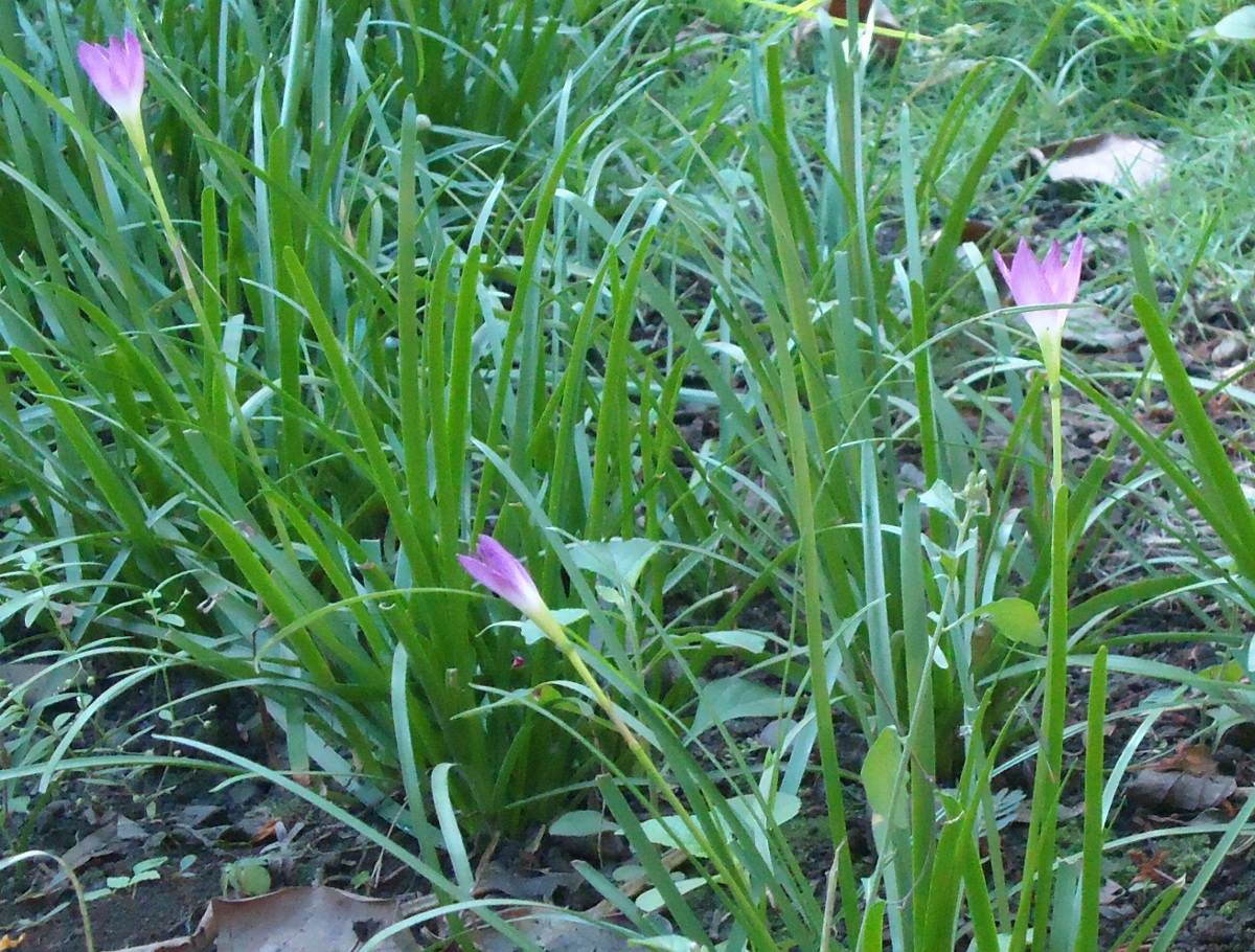 গোলাপি রেইন লিলি (Zephyranthes rosea)। ছবি: Obsidian Soul / উইকিমিডিয়া কমন্স (CC0)