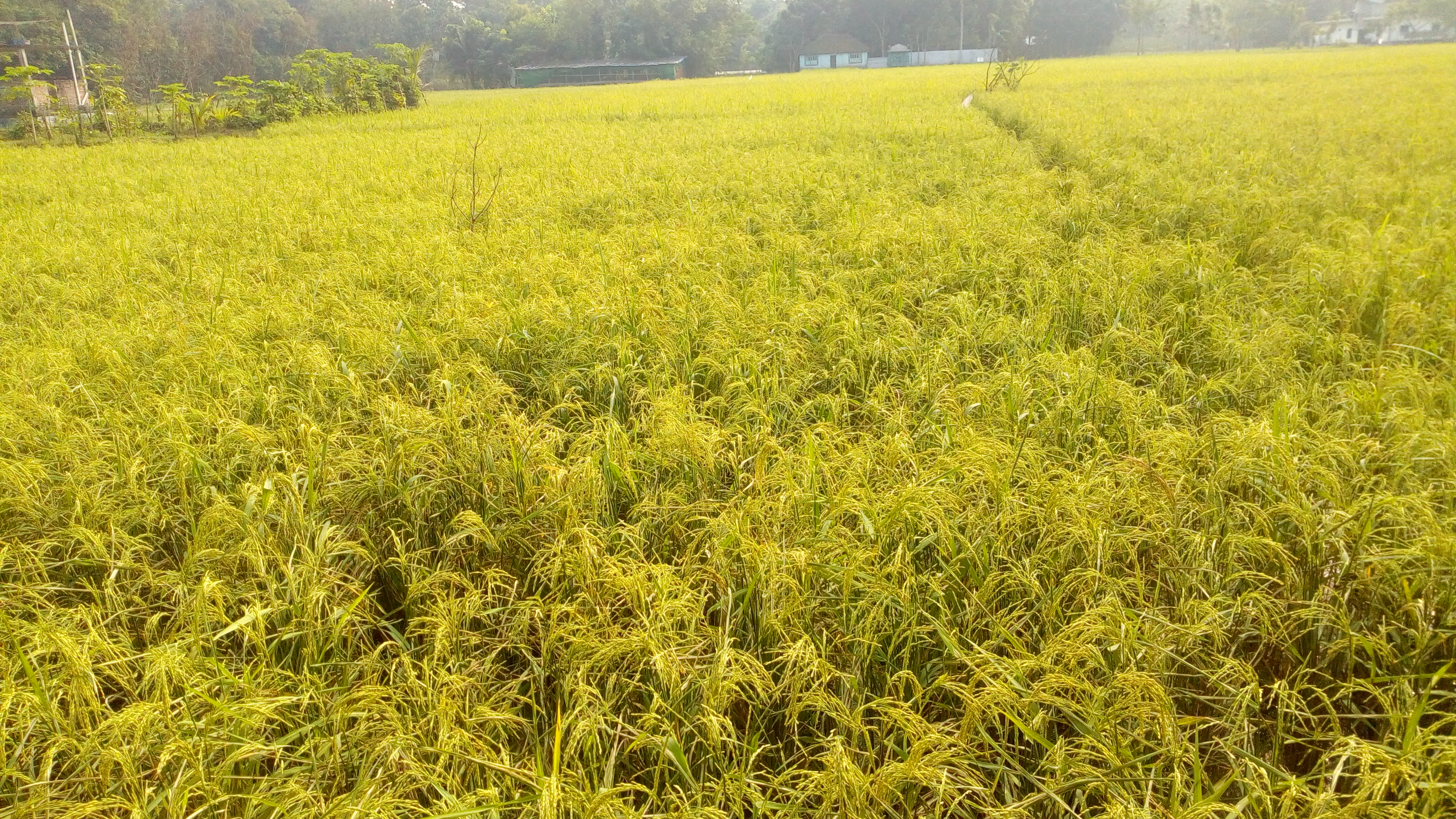 চাঁদপুরে পেকে আসা ধানের ক্ষেত, নভেম্বর ২০১৯। ছবি: DelwarHossain / উইকিমিডিয়া কমন্স (CC BY-SA 4.0)