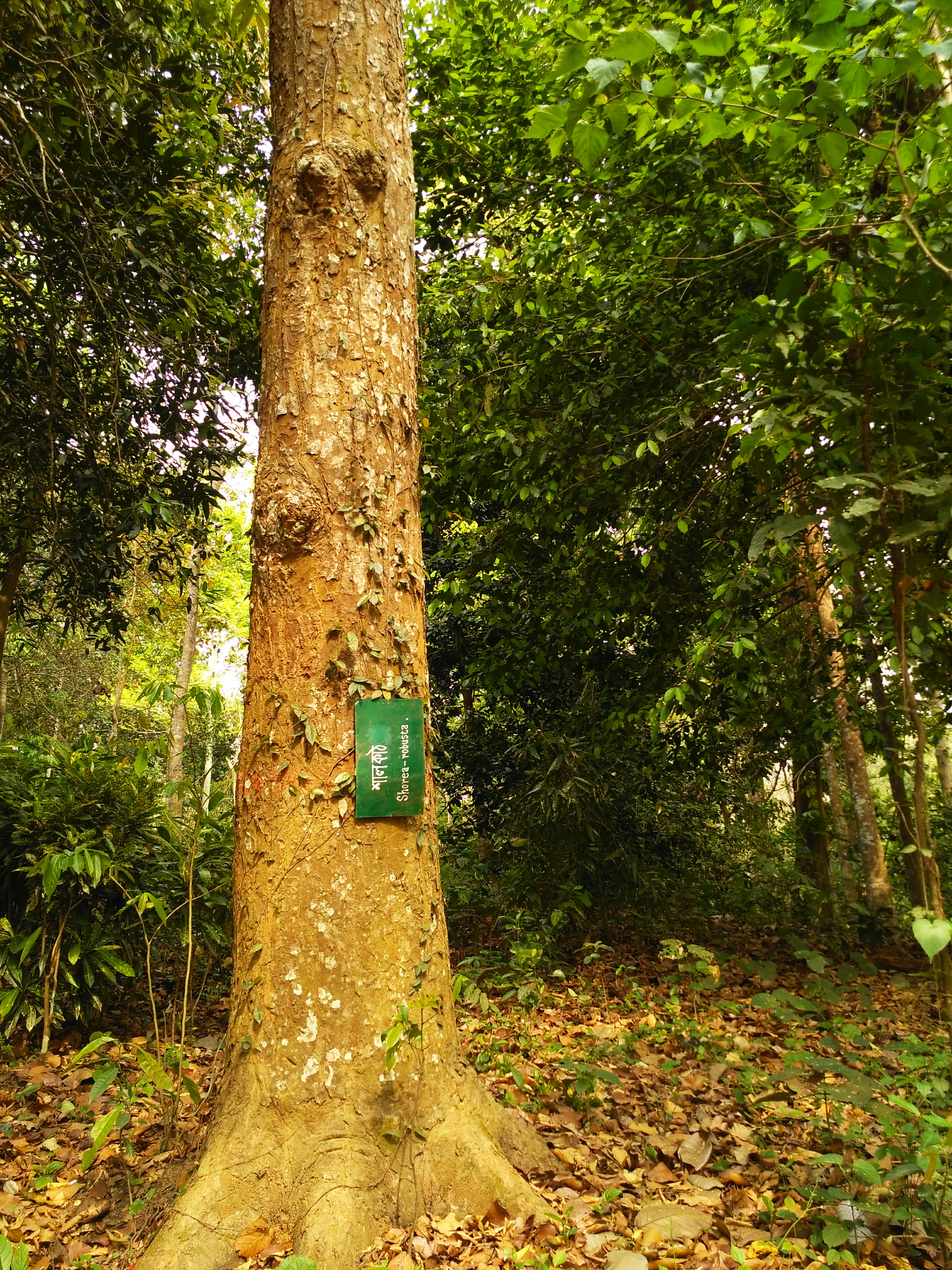 মৌলভীবাজারের লাউয়াছড়া জাতীয় উদ্যানে একটি শালগাছের কাণ্ড; শাল এ অঞ্চলের দেশীয় গাছ। ছবি: Salim Khandoker / উইকিমিডিয়া কমন্স (CC BY-SA 3.0)