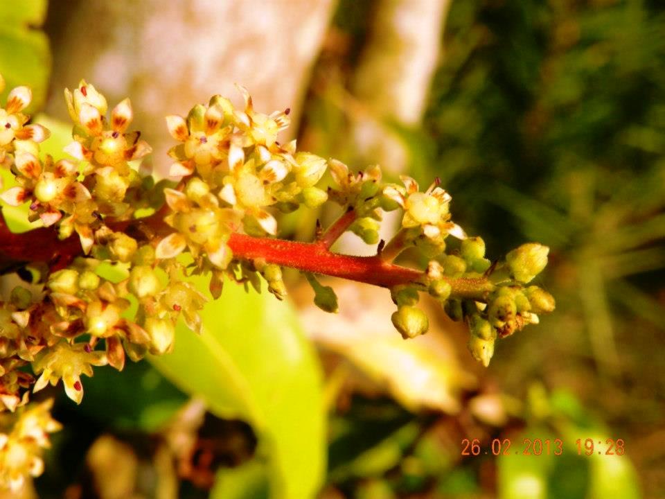 বাংলাদেশে আমের ফুল। ছবি: Md. Asad-Uz-Zaman Shakil / উইকিমিডিয়া কমন্স (সিসি বাই-এসএ ৪.০)