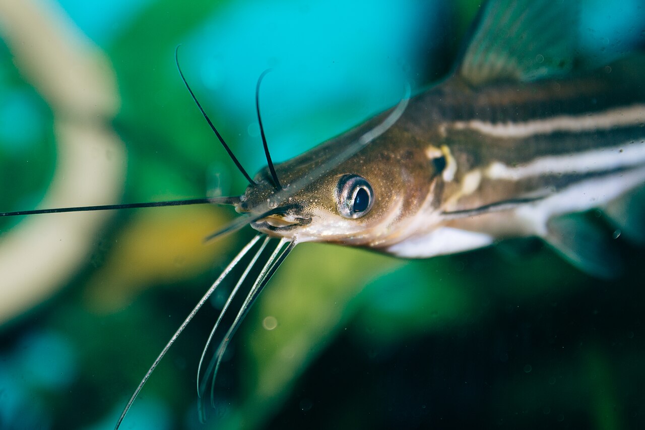 Tengra (Mystus vittatus). Photo: Dmytro Oleksii / Wikimedia Commons (CC BY 4.0)