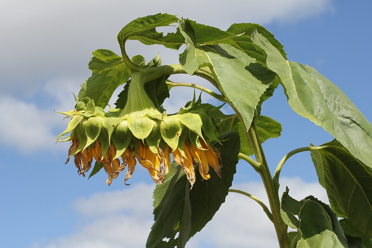 Sunflower flower head (Helianthus annuus). Photo: George Chernilevsky / Wikimedia Commons (Public domain)