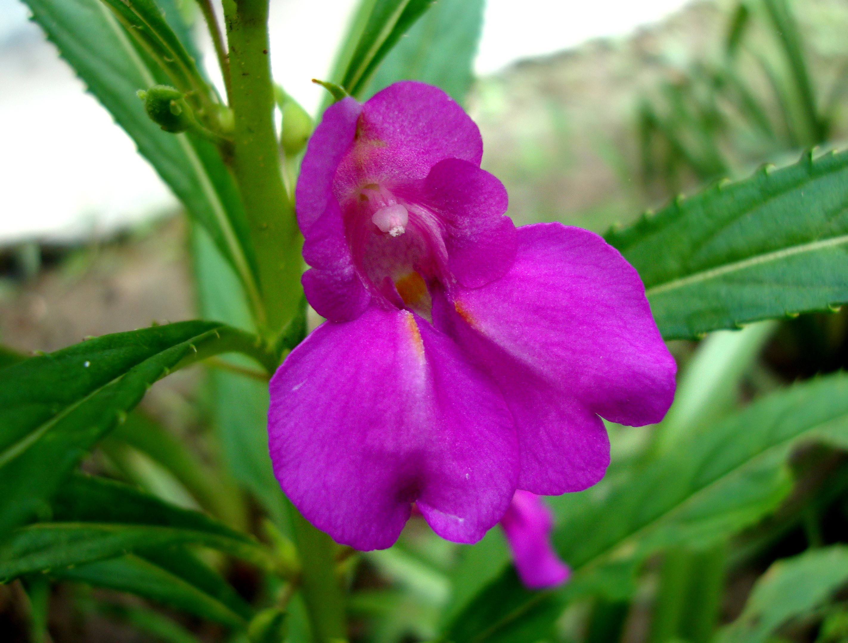 দোপাটির (Impatiens balsamina) ফুল। ছবি: Joydeep / উইকিমিডিয়া কমন্স (CC BY-SA 3.0)