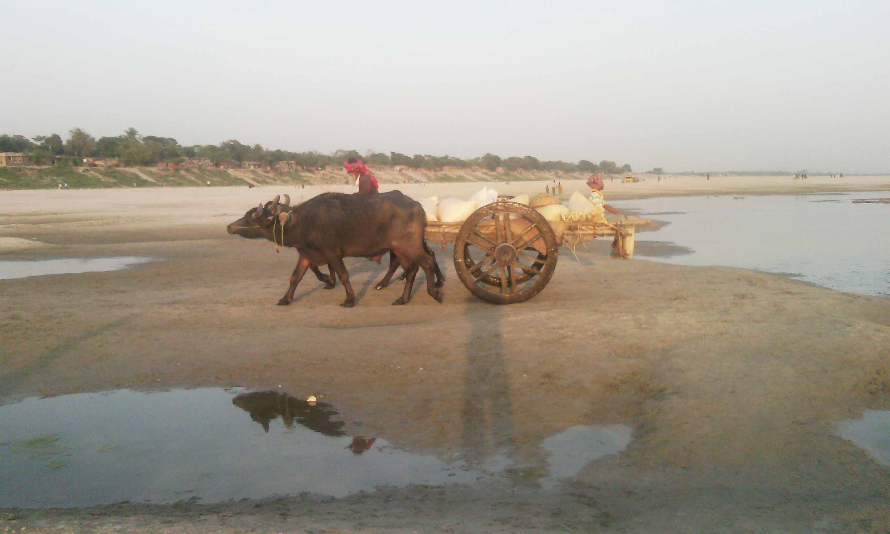 রাজশাহীতে পদ্মা নদীর চরে মহিষের গাড়ি। নদীর বুকে জেগে ওঠা এমন চরে চাষাবাদ হয়। ছবি: Mamun7291 / উইকিমিডিয়া কমন্স (CC BY-SA 4.0)