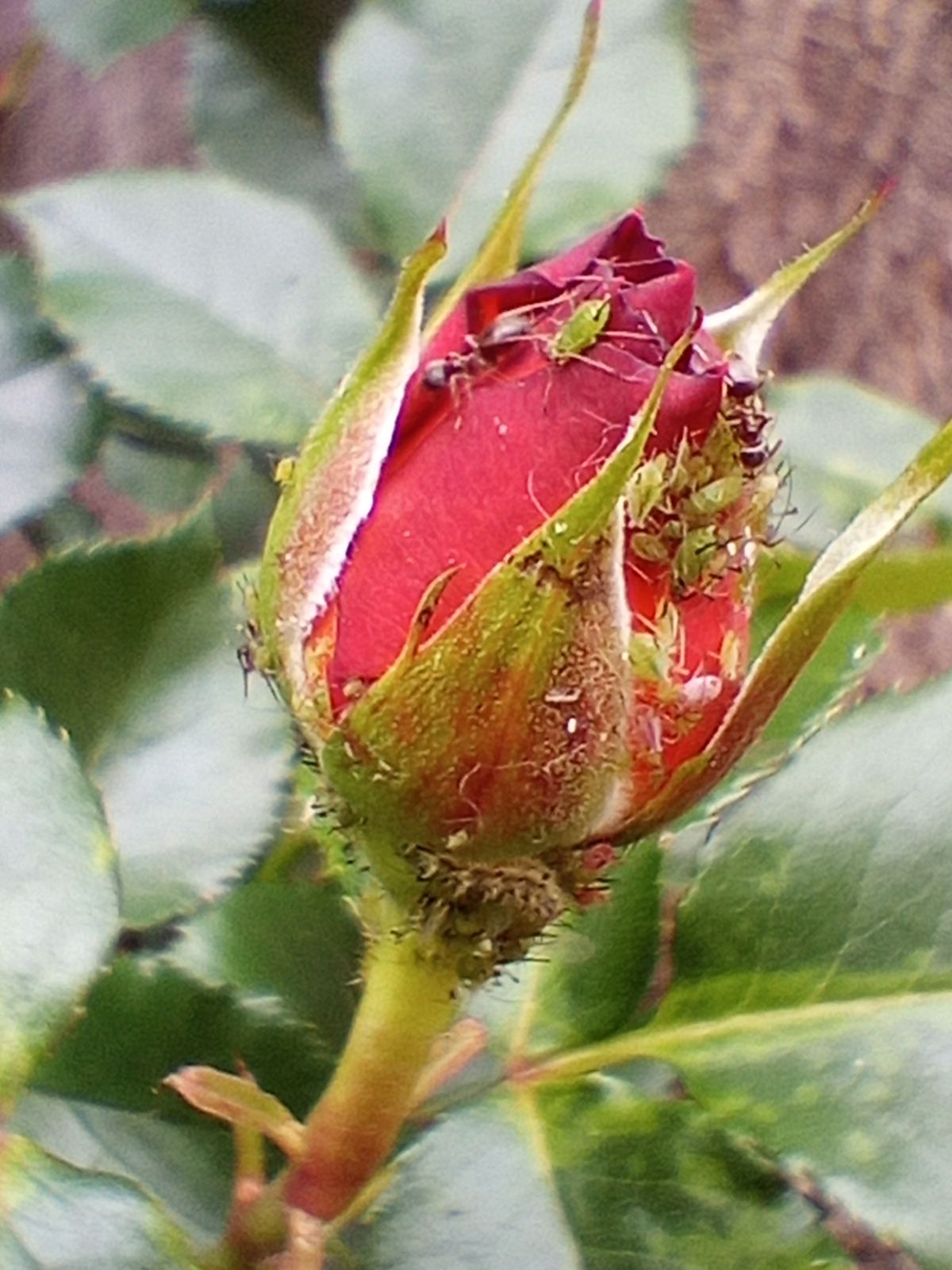 লাল গোলাপের কুঁড়িতে সবুজ জাব পোকা (Macrosiphum rosae) ও তাদের সঙ্গী পিঁপড়া। ছবি: Natalka Ukraine / উইকিমিডিয়া কমন্স (CC BY 4.0)