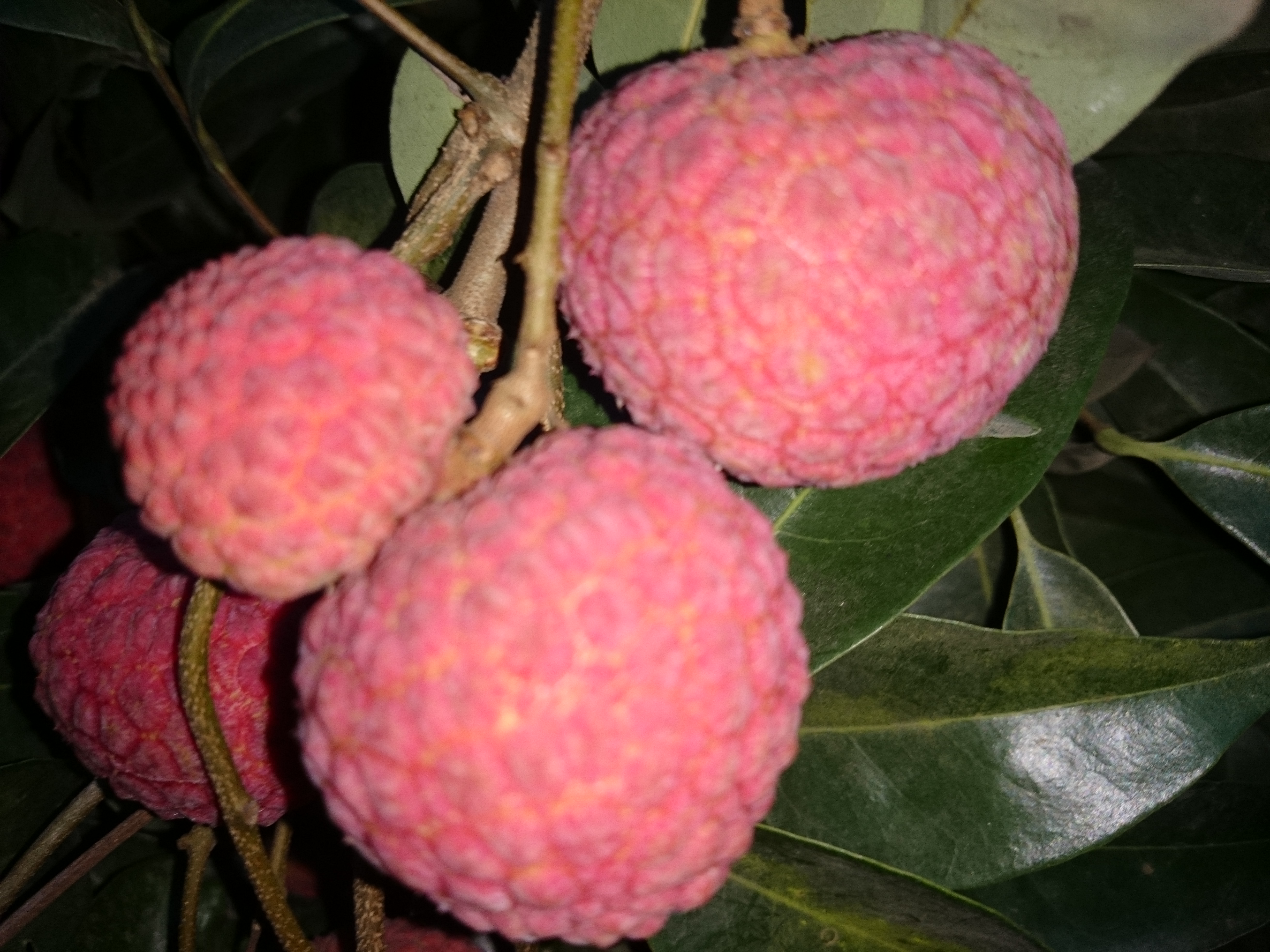 গাছে চায়না-৩ জাতের লিচু। ছবি: Mohammad Tanvir Hossain / উইকিমিডিয়া কমন্স (CC BY-SA 4.0)