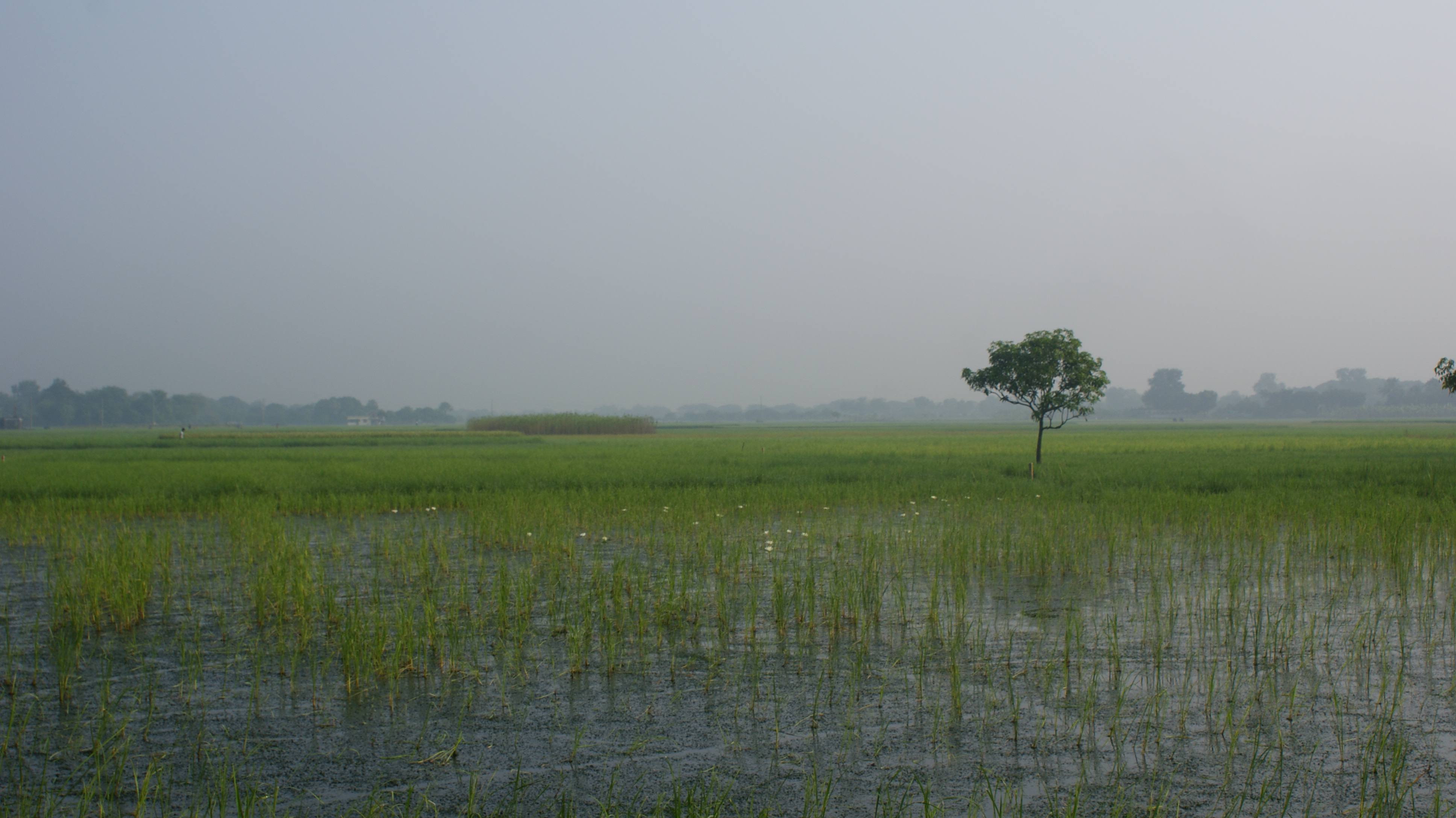 রাজশাহীতে পানিতে ডুবে থাকা একটি ধানখেত। ছবি: Nazmulhuqrussell / উইকিমিডিয়া কমন্স (CC BY-SA 4.0)
