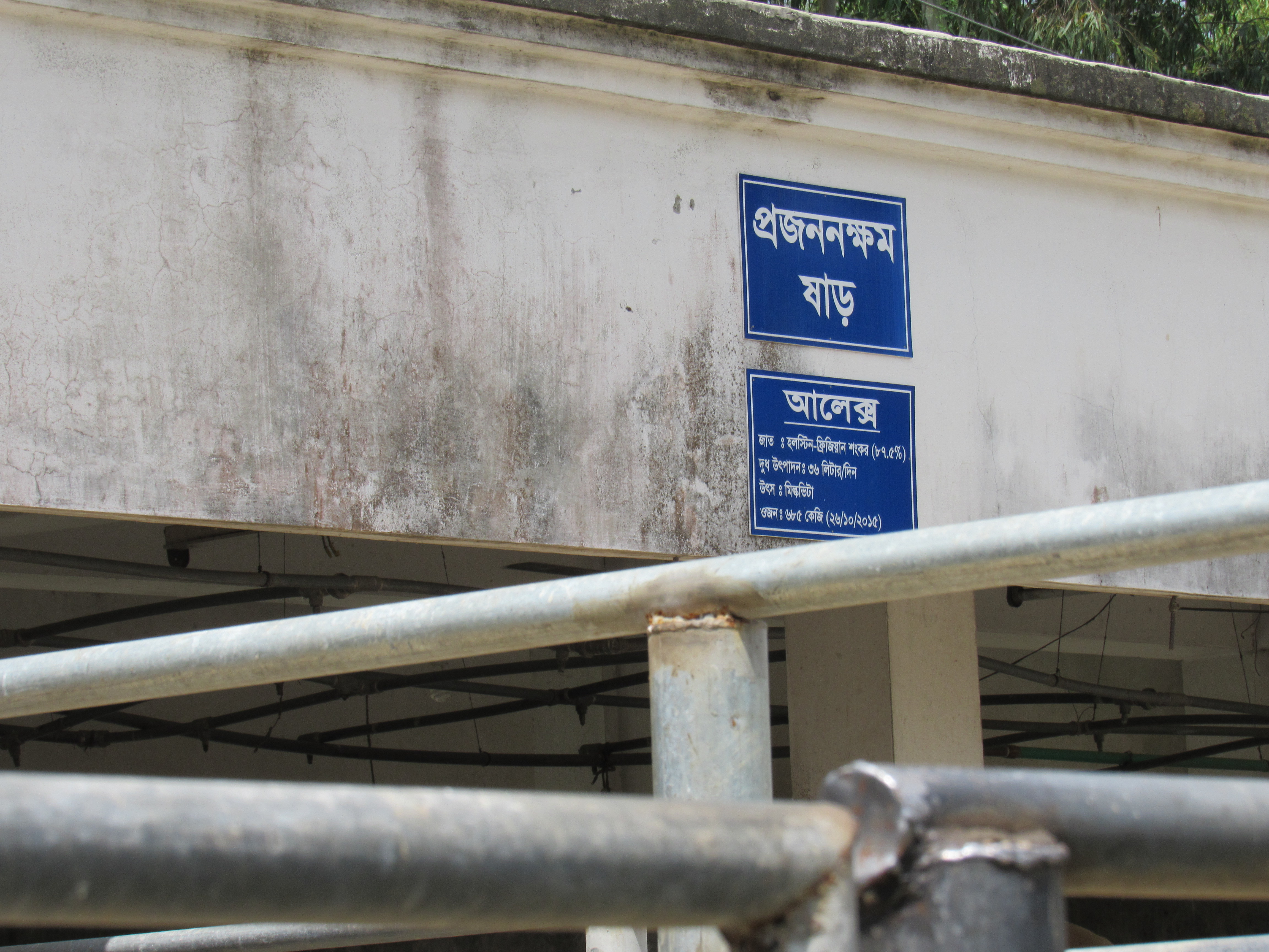 বগুড়ার পল্লী উন্নয়ন একাডেমির (আরডিএ) দুগ্ধ খামারে প্রজননের ষাঁড়। ছবি: Ibrahim Husain Meraj / উইকিমিডিয়া কমন্স (CC BY-SA 3.0)