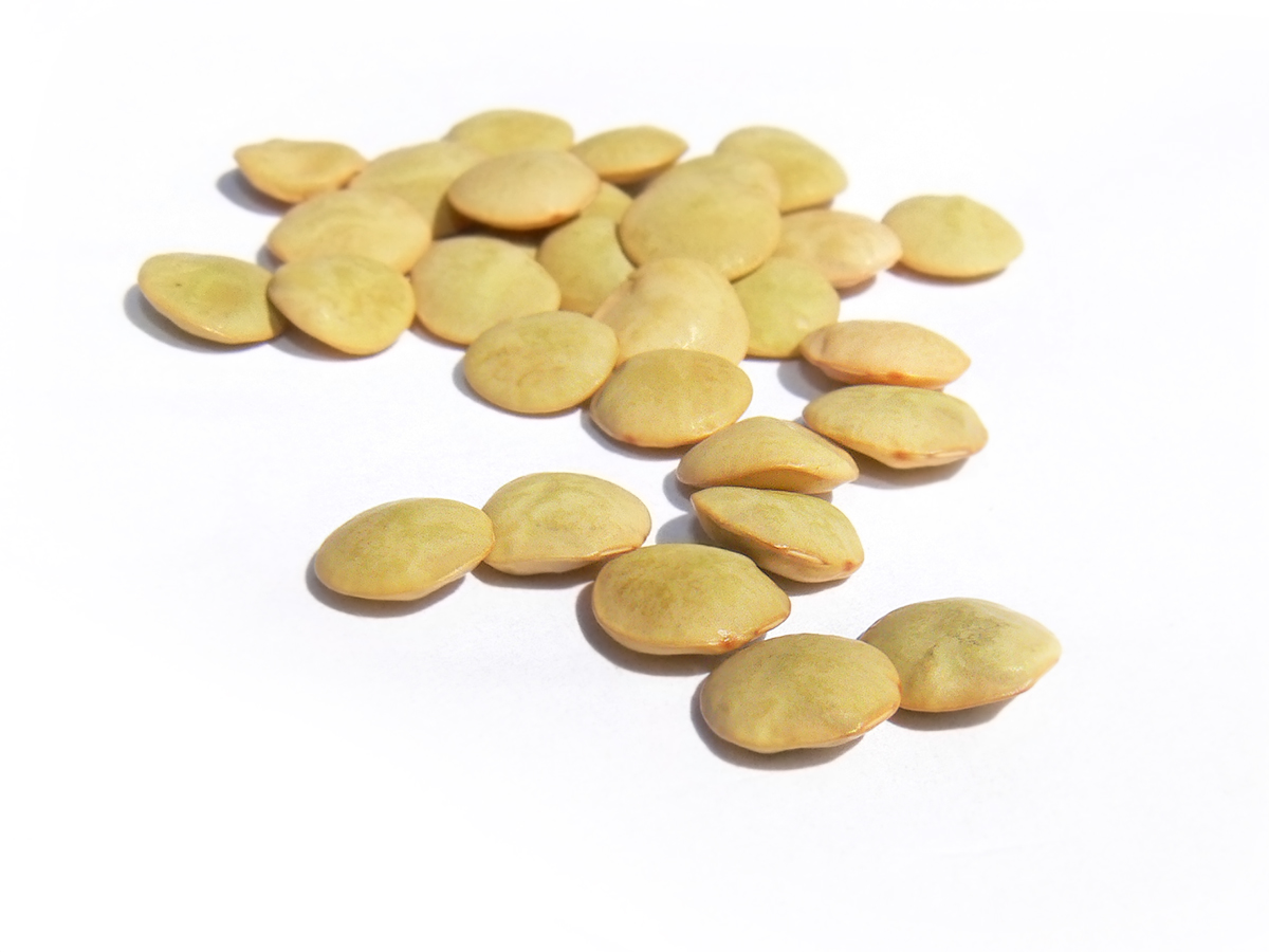 বাদামি মসুর ডাল (Lens culinaris), মিশরের কোশারির অন্যতম প্রধান উপকরণ। ছবি: Benjamint444 / উইকিমিডিয়া কমন্স (CC BY-SA 3.0)