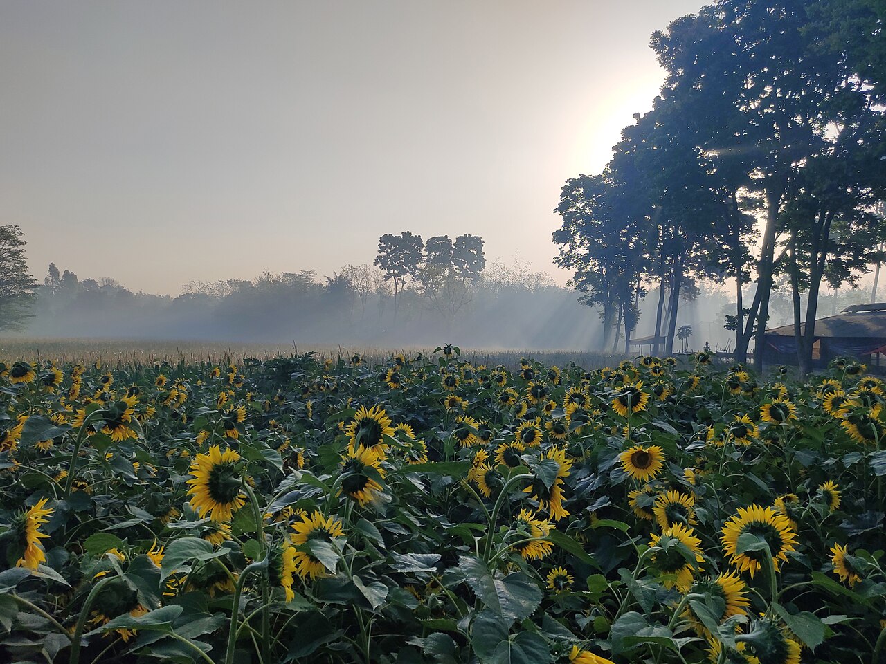 Sunflower field at the Proshika HRDC campus, Saturia, Manikganj. Photo: Moheen Reeyad / Wikimedia Commons (CC BY-SA 4.0)