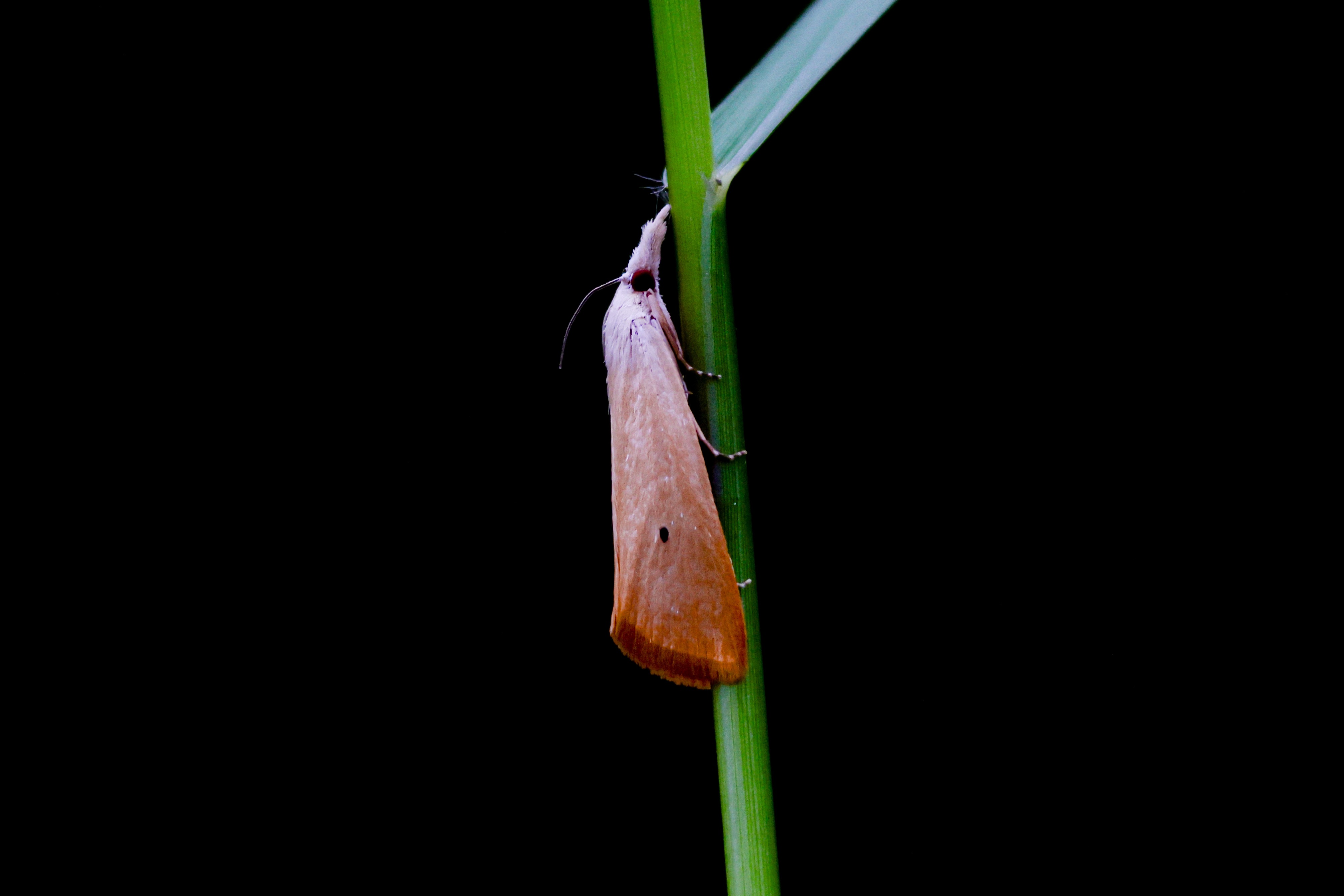 সবুজ কাণ্ডে বসে থাকা ধানের হলুদ মাজরা পোকার মথ (Scirpophaga incertulas)। ছবি: Md.Farhan Nabil / উইকিমিডিয়া কমন্স (CC BY-SA 4.0)