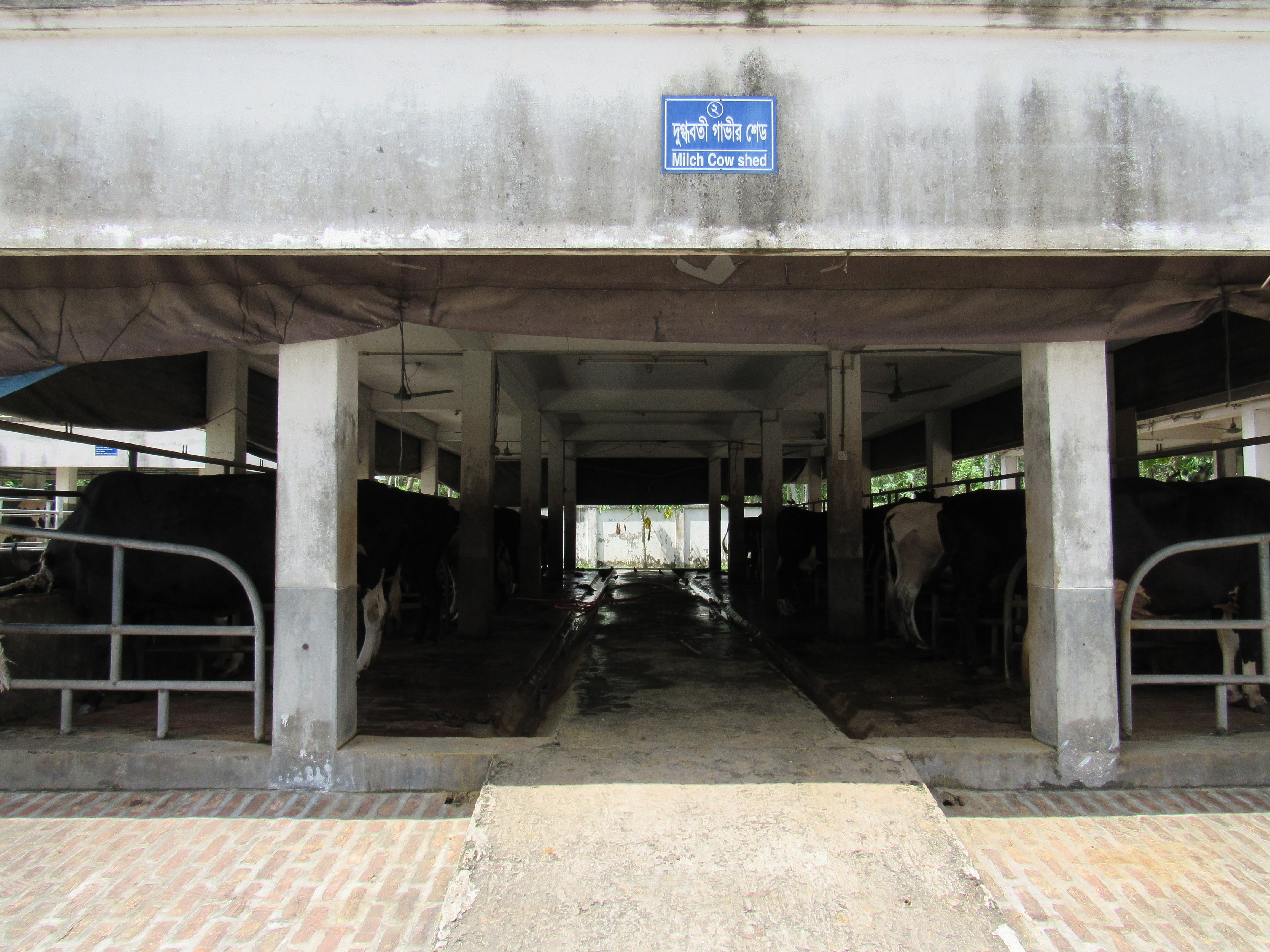 বগুড়ার পল্লী উন্নয়ন একাডেমির (আরডিএ) ডেইরি খামারে দুধের গাভীর শেড। ছবি: ইব্রাহিম হুসাইন মেরাজ / উইকিমিডিয়া কমন্স (CC BY-SA 3.0)